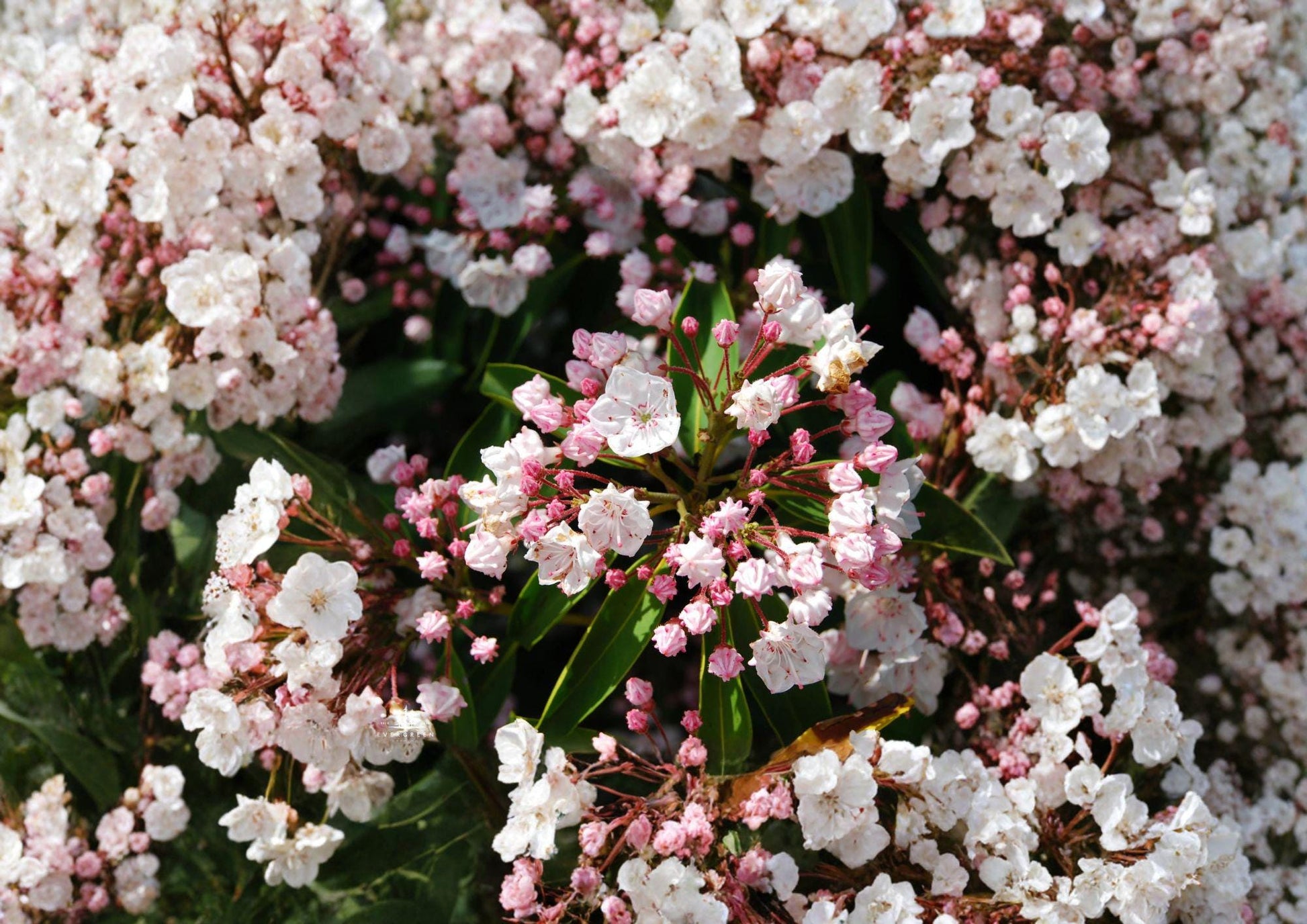 Kalmia Latifolia Seeds - Mountain Laurel - Pink White Flowers - Fast Growing Native Evergreen Shrub