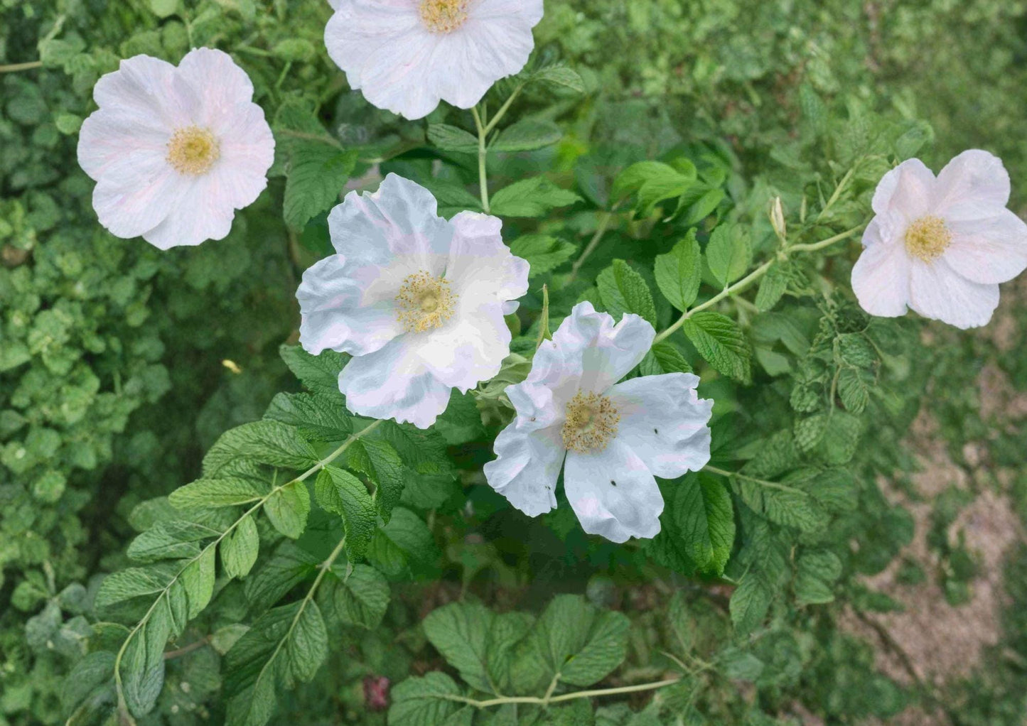 Rosa Rugosa Alba Seeds - Fragrant White Beach Rose (25) - Coastal Wildflower Seeds for Gardens and Landscapes