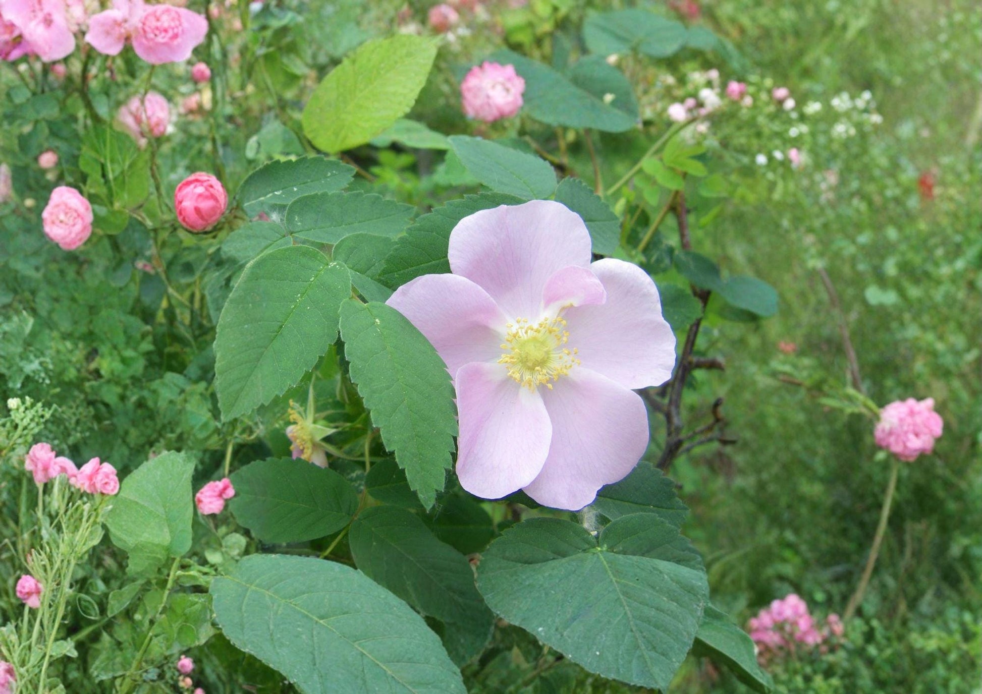 Rosa Woodsii Seeds - Pink Flowering Native Wild Prairie Rose, Rose Hips for Wildlife Gardens - New Harvest Quality