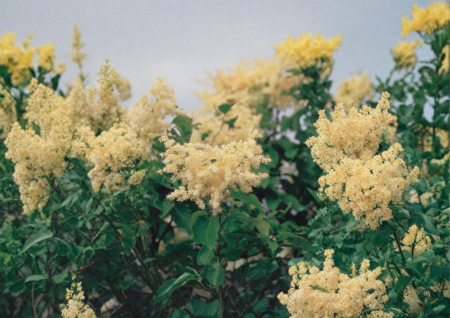 Japanese Tree Lilac Seeds - Fragrant Creamy White Ornamental Tree - Syringa reticulata
