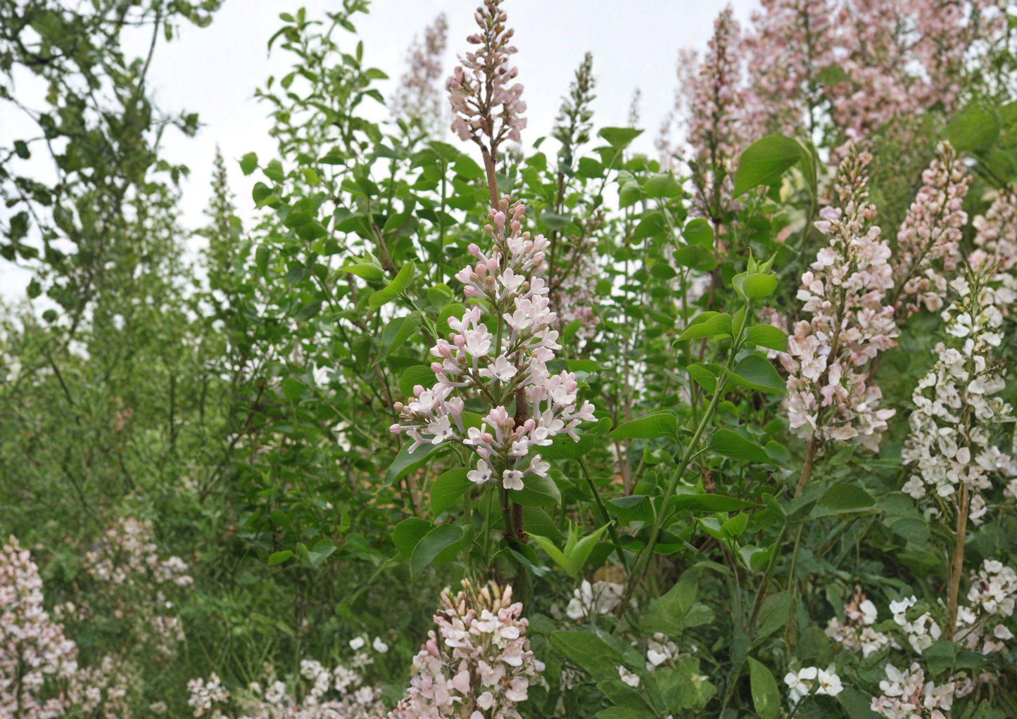 Syringa Oblata Early Lilac Seeds - Fragrant Purple Spring Shrub - Non-GMO Lilac for Gardens