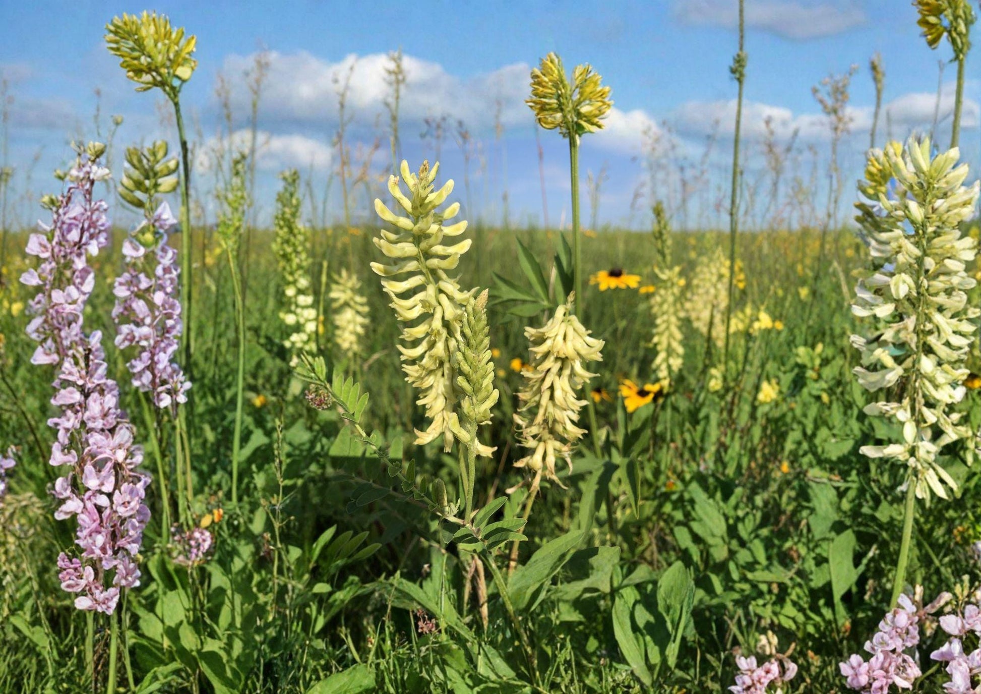 Canadian Milk Vetch Seeds - Creamy Yellow Blooms - Native Wildflower for Pollinator Garden - Fast Growing (Astragalus canadensis)