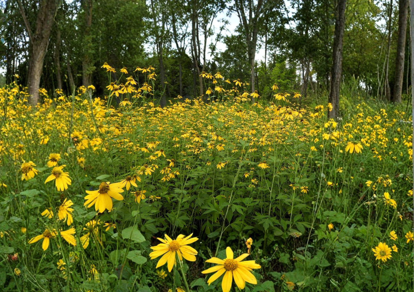 Rudbeckia Laciniata Seeds - Tall Yellow Wildflower for Pollinator Gardens - Easy to Grow Native Plant Seeds