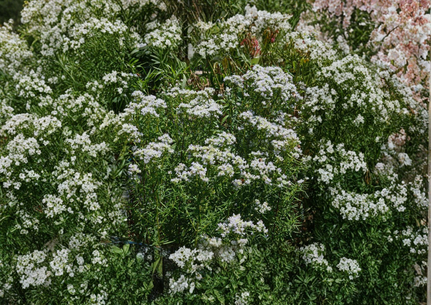 Mountain Mint Seeds - Native Wildflower Herb - Pycnanthemum virginianum - Garden Planting