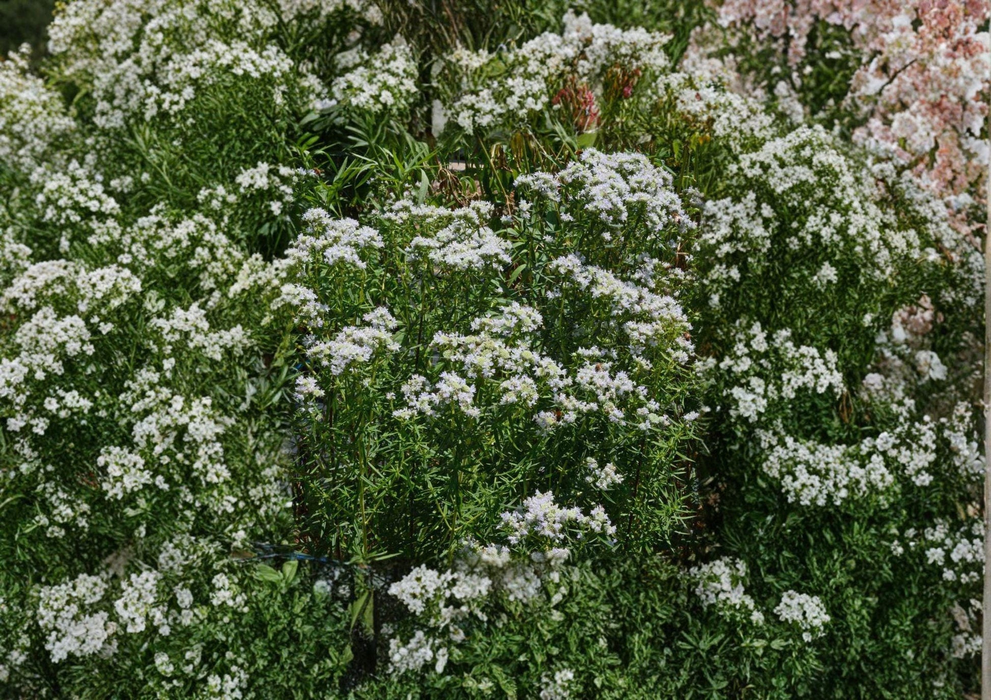 Mountain Mint Seeds - Native Wildflower Herb - Pycnanthemum virginianum - Garden Planting