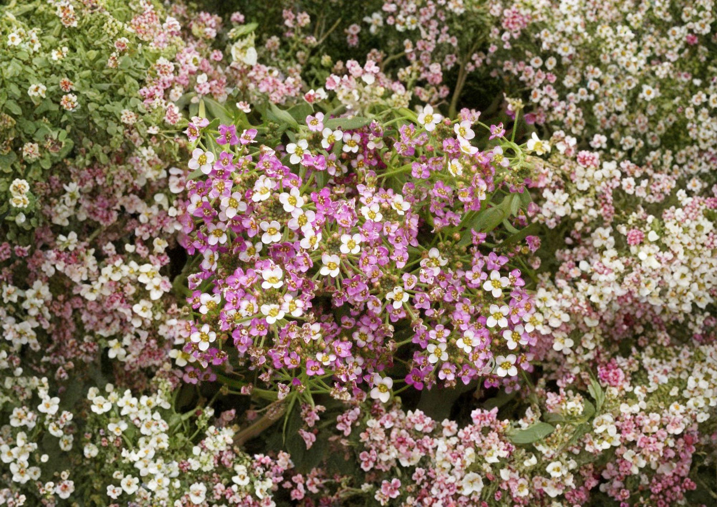 Dwarf Pink Sweet Alyssum Seeds - Fragrant Low-Growing Flowers for Borders & Containers - Lobularia maritima
