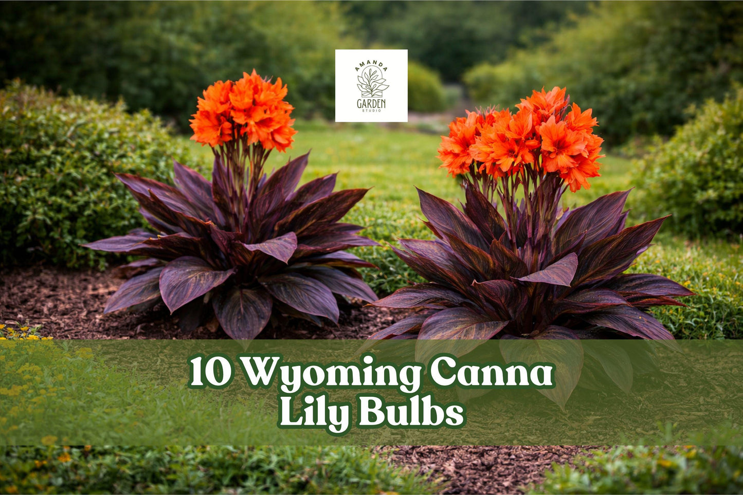 10 Canna Lily Bulbs - Dark Tropical Red Blooms - Wyoming Canna Indica - Easy to Grow, Full Sun, Garden Accent