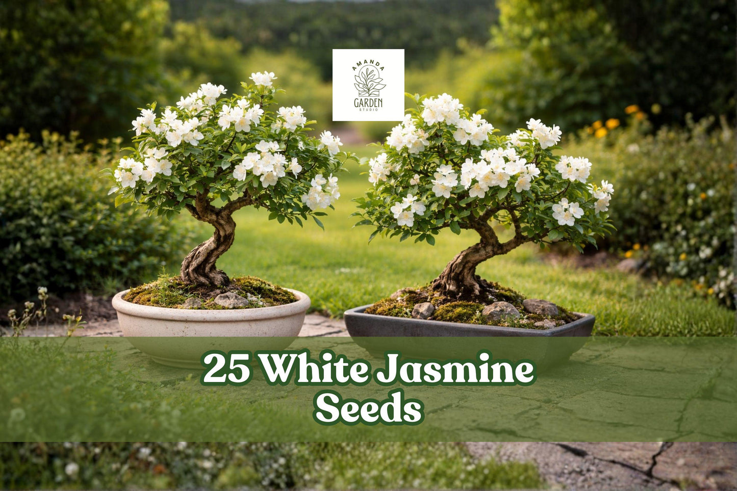 25 White Jasmine Seeds - Fragrant Flowering Plant for Bonsai - Jasminum spp. - Ideal for Indoor & Outdoor Gardens