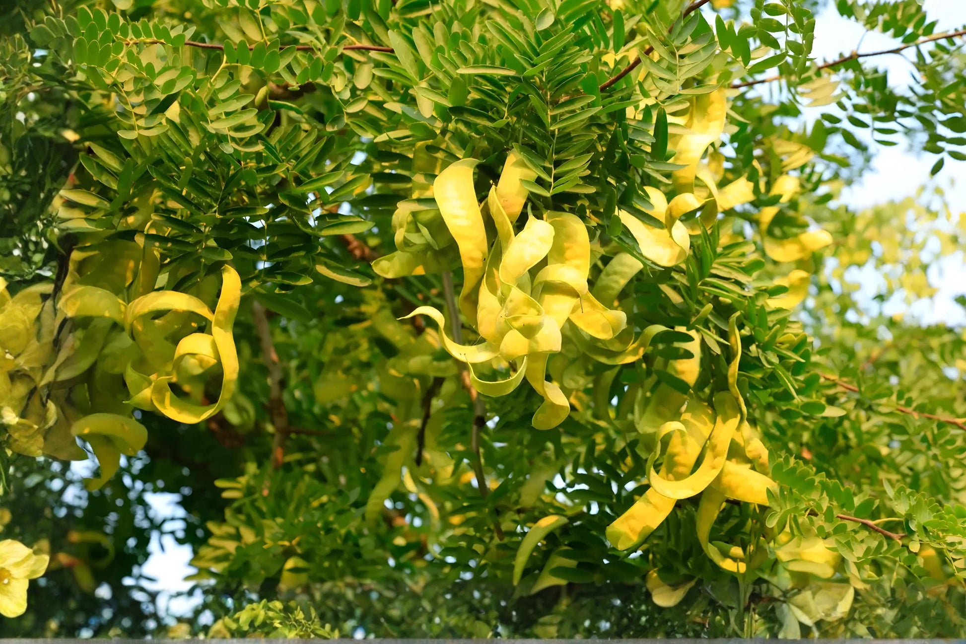 Chinese Honeylocust Seeds (10) | Gleditsia sinensis | Drought Tolerant, Ornamental Tree, Soap Bean