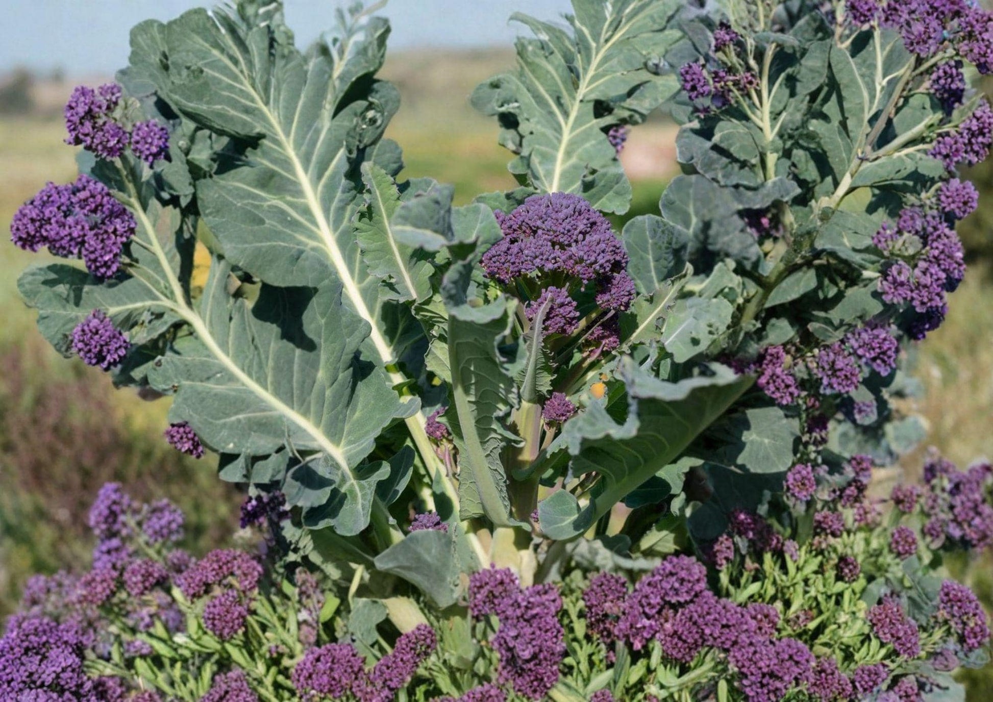 Early Purple Sprouting Broccoli Seeds - 400+ Non-GMO Heirloom Vegetable for Garden Planting, Cold Hardy Brassica