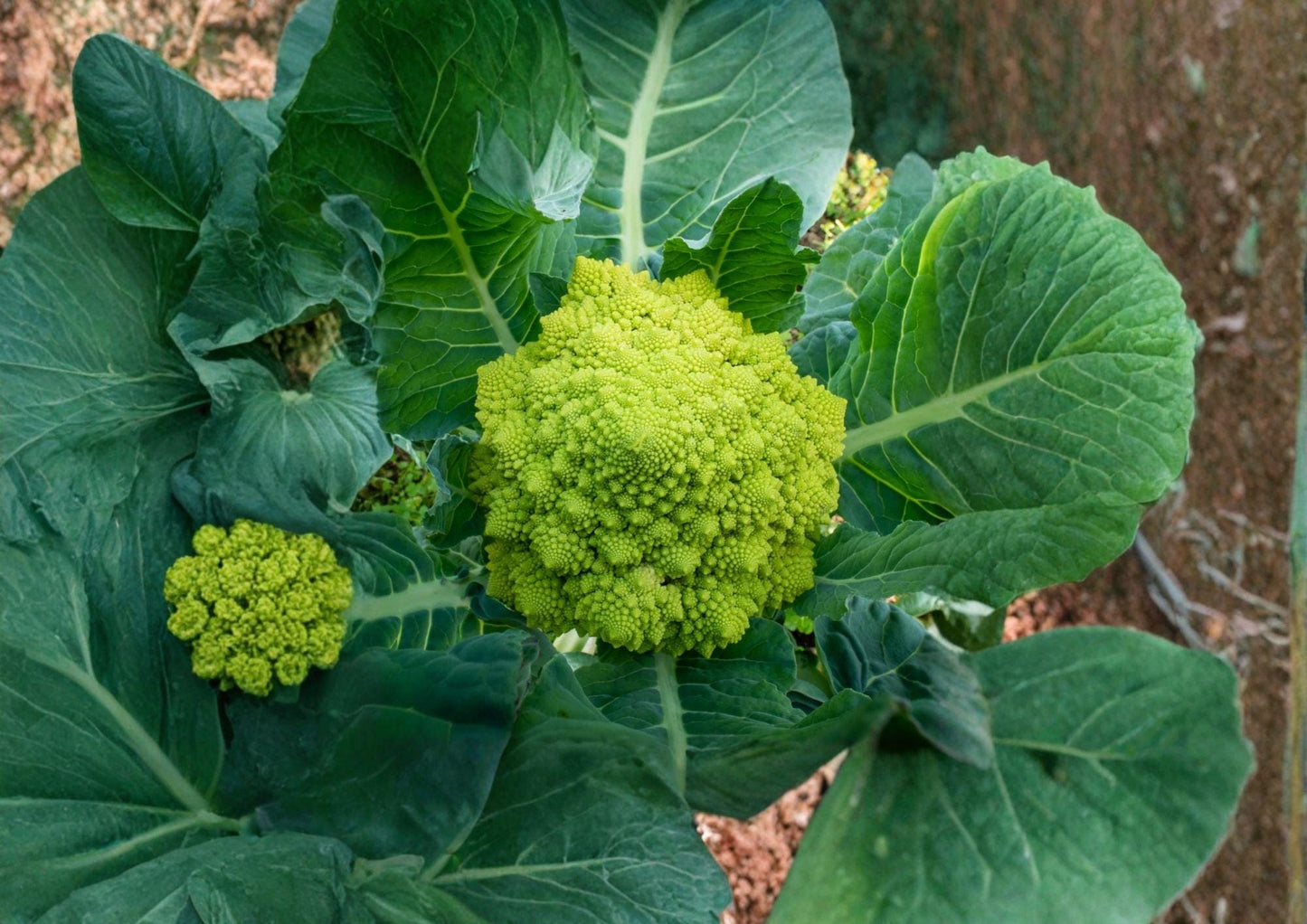 Romanesco Broccoli Seeds - 100+ Heirloom Non-GMO Vegetable Seeds, Brassica Oleracea, Fractal Lime Green Gourmet Variety