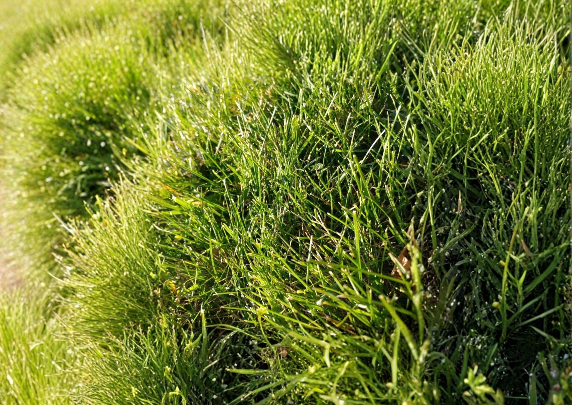 Crested Wheatgrass Seeds 100+ Non-GMO Pet Safe Indoor Outdoor Greens for Cats & Small Pets (Agropyron cristatum)