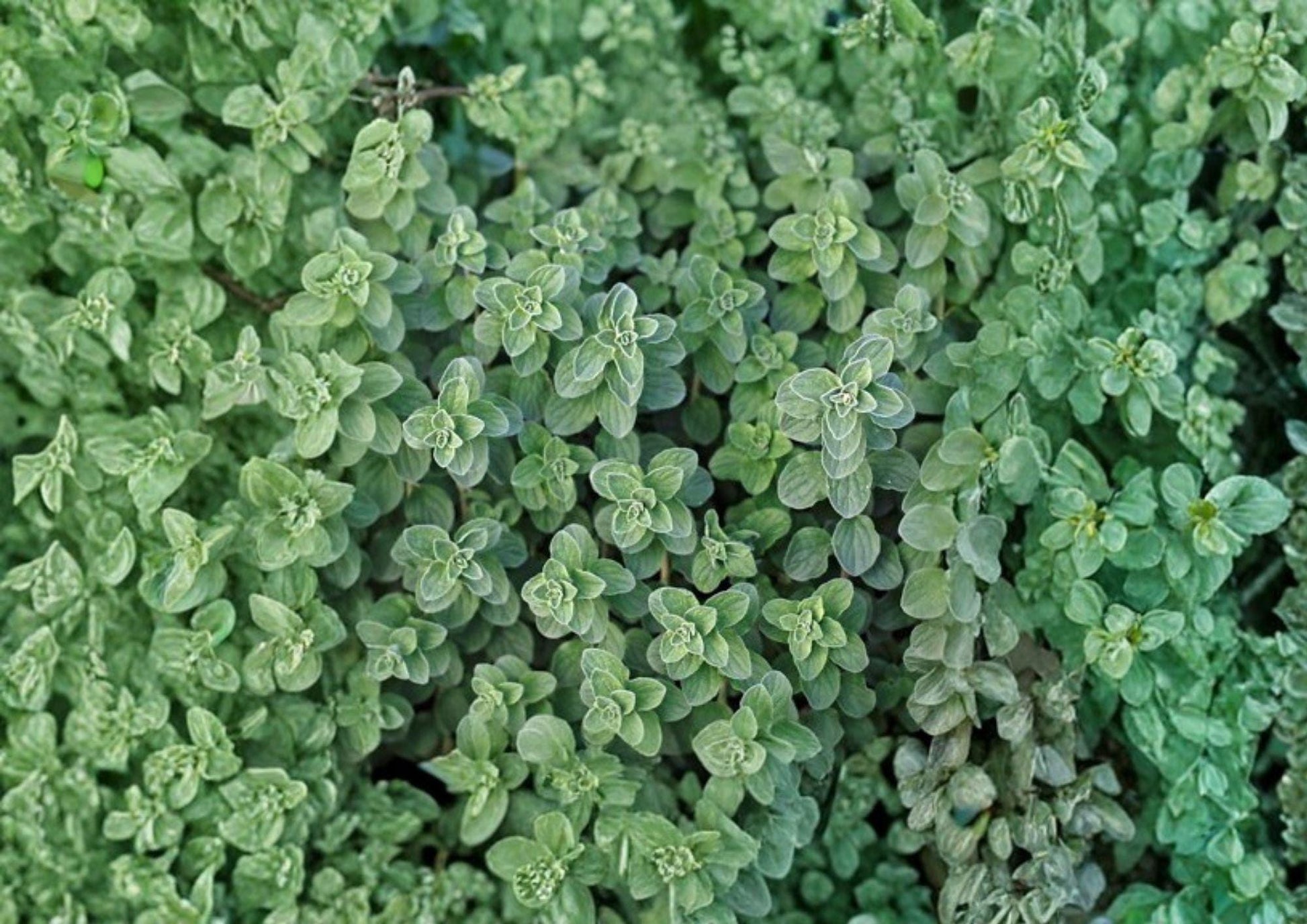 Greek Oregano Seeds - 1000+ Aromatic Heirloom Culinary Herb, Non-GMO Perennial for Garden Planting, Butterfly Friendly
