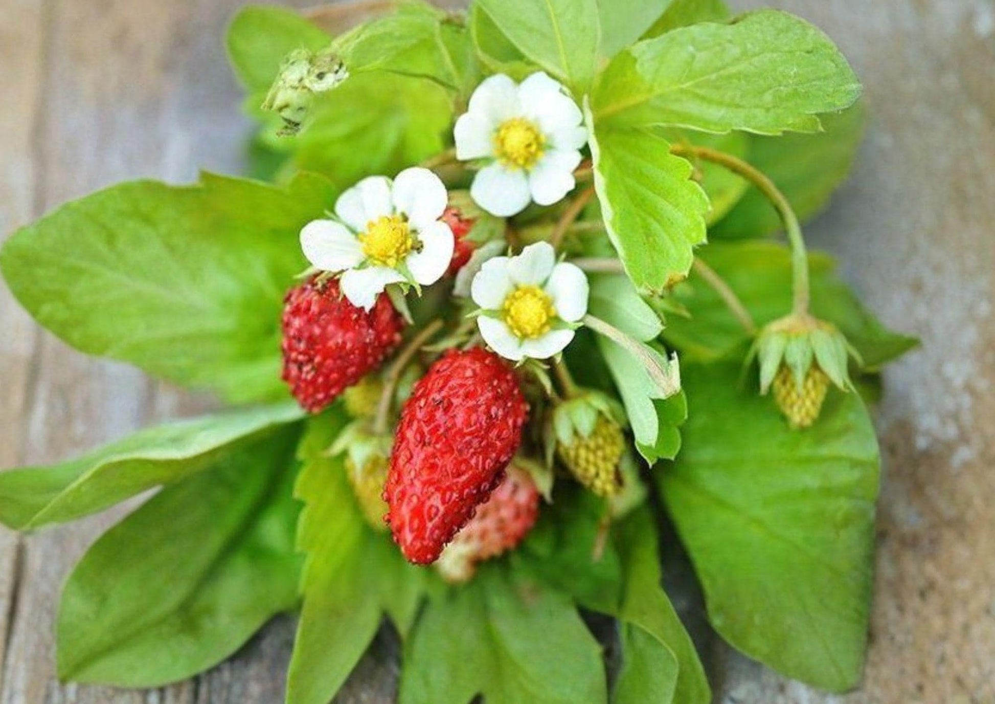 Alexandria Strawberry Seeds - 50+ Heirloom Alpine Non-GMO Sweet Everbearing Mini Fruit for Garden Planting