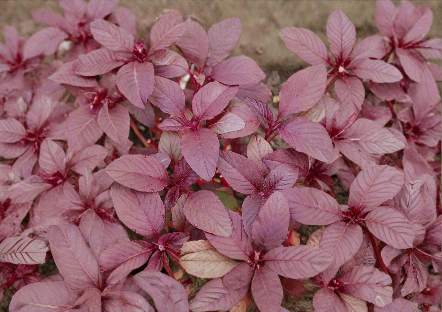 Red Garnet Amaranth Seeds - 2000+ Non-GMO Heirloom Edible Ornamental Vegetable - Amaranthus cruentus