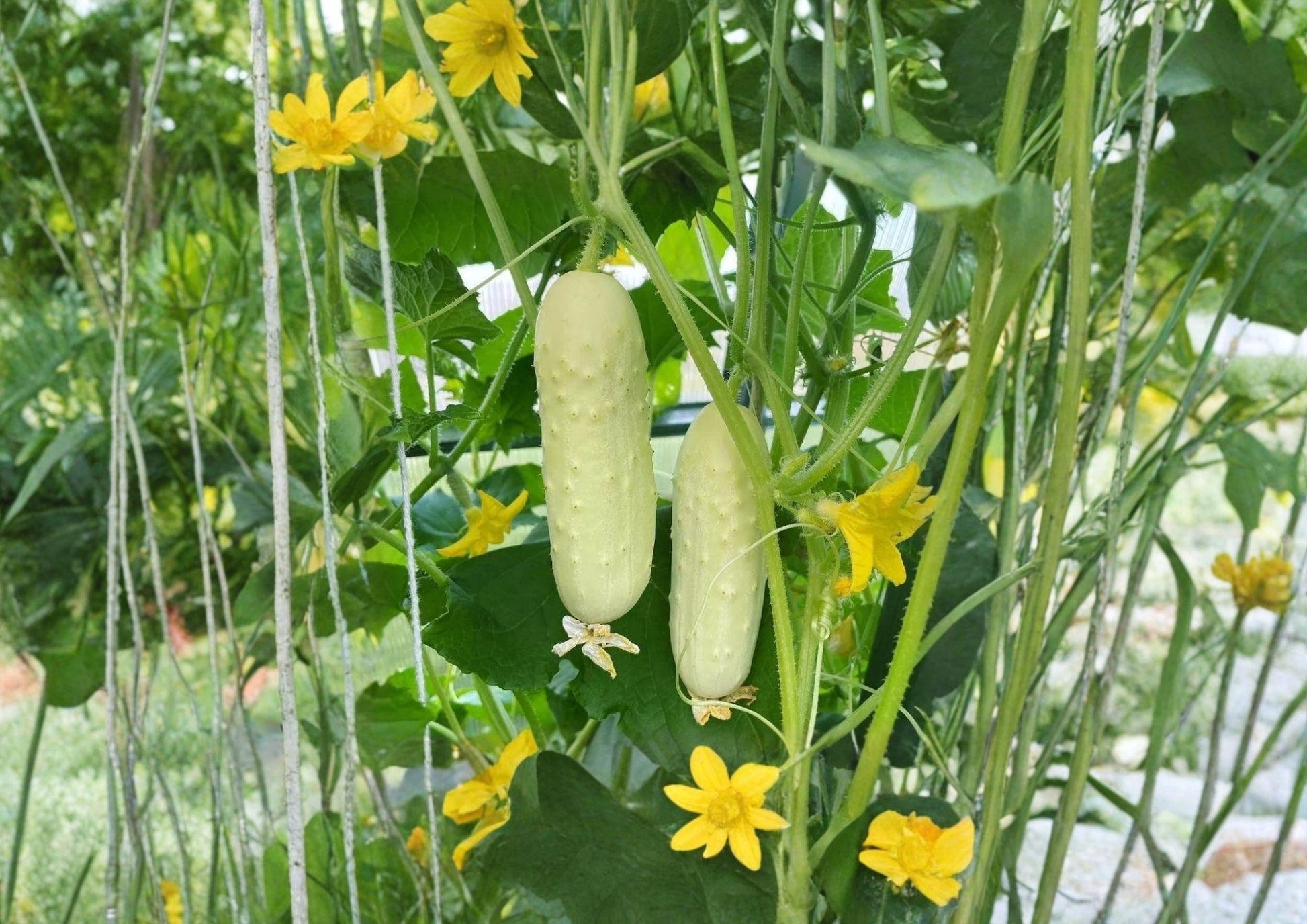 White Wonder Cucumber Seeds - 50+ Heirloom Non-GMO Vegetable for Garden Planting - Creamy White Slicing Cucumber (Cucumis sativus)