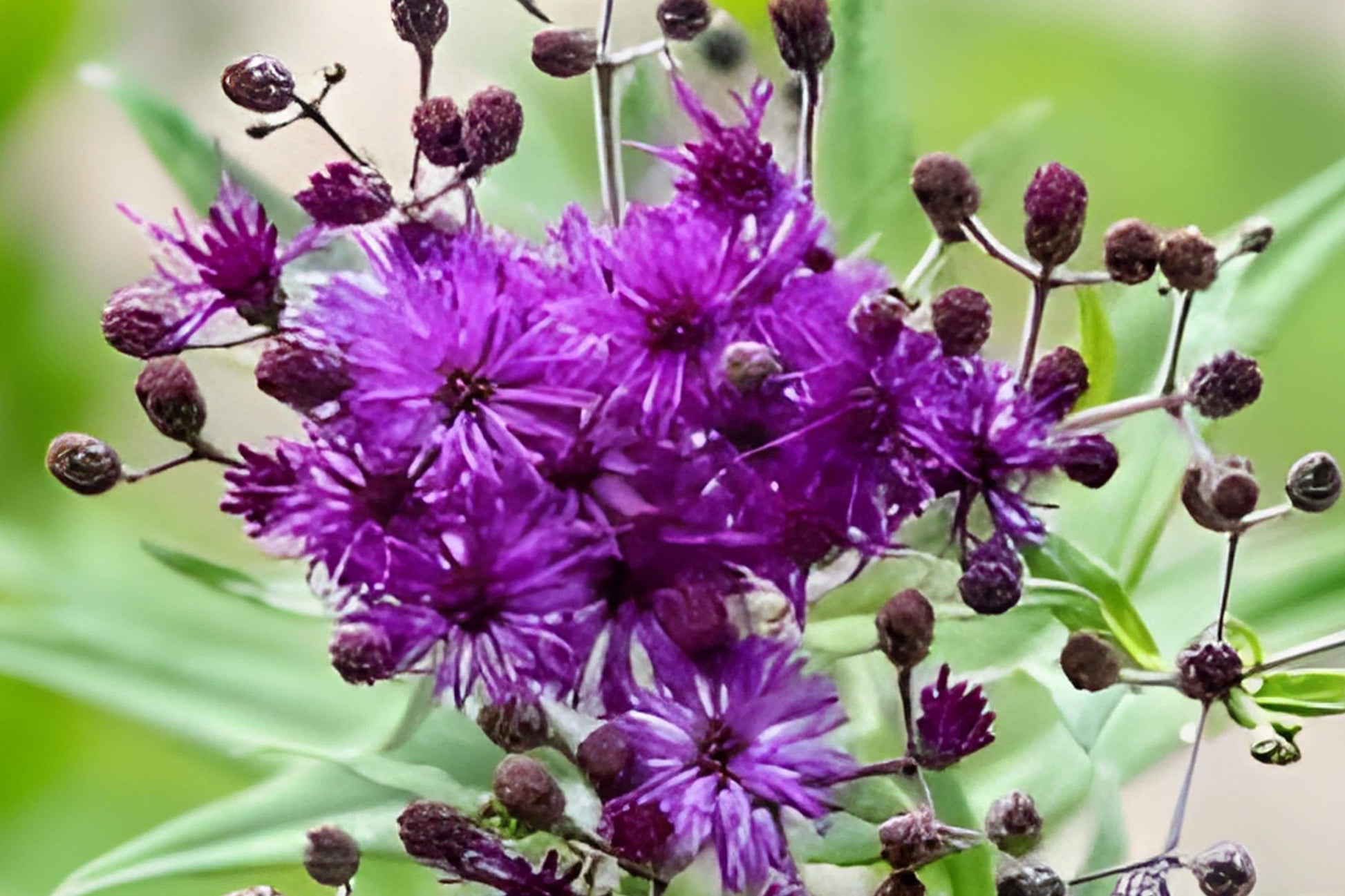 Tall Ironweed Seeds (100) | Vibrant Purple Blooms | Vernonia angustifolia | Native Perennial for Prairie Gardens