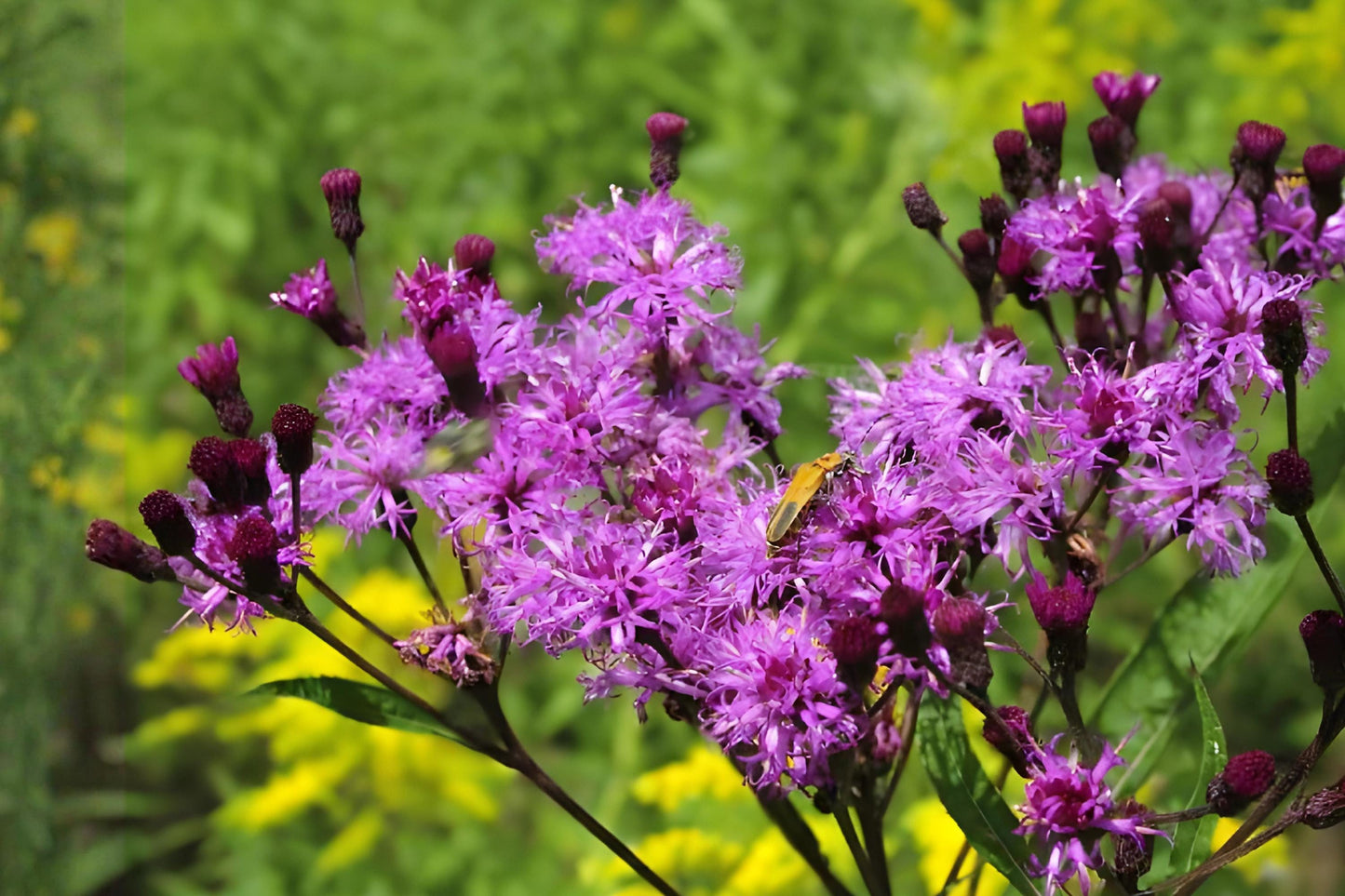 New York Ironweed Seeds (100) | Purple Perennial for Prairie Gardens | Vernonia noveboracensis