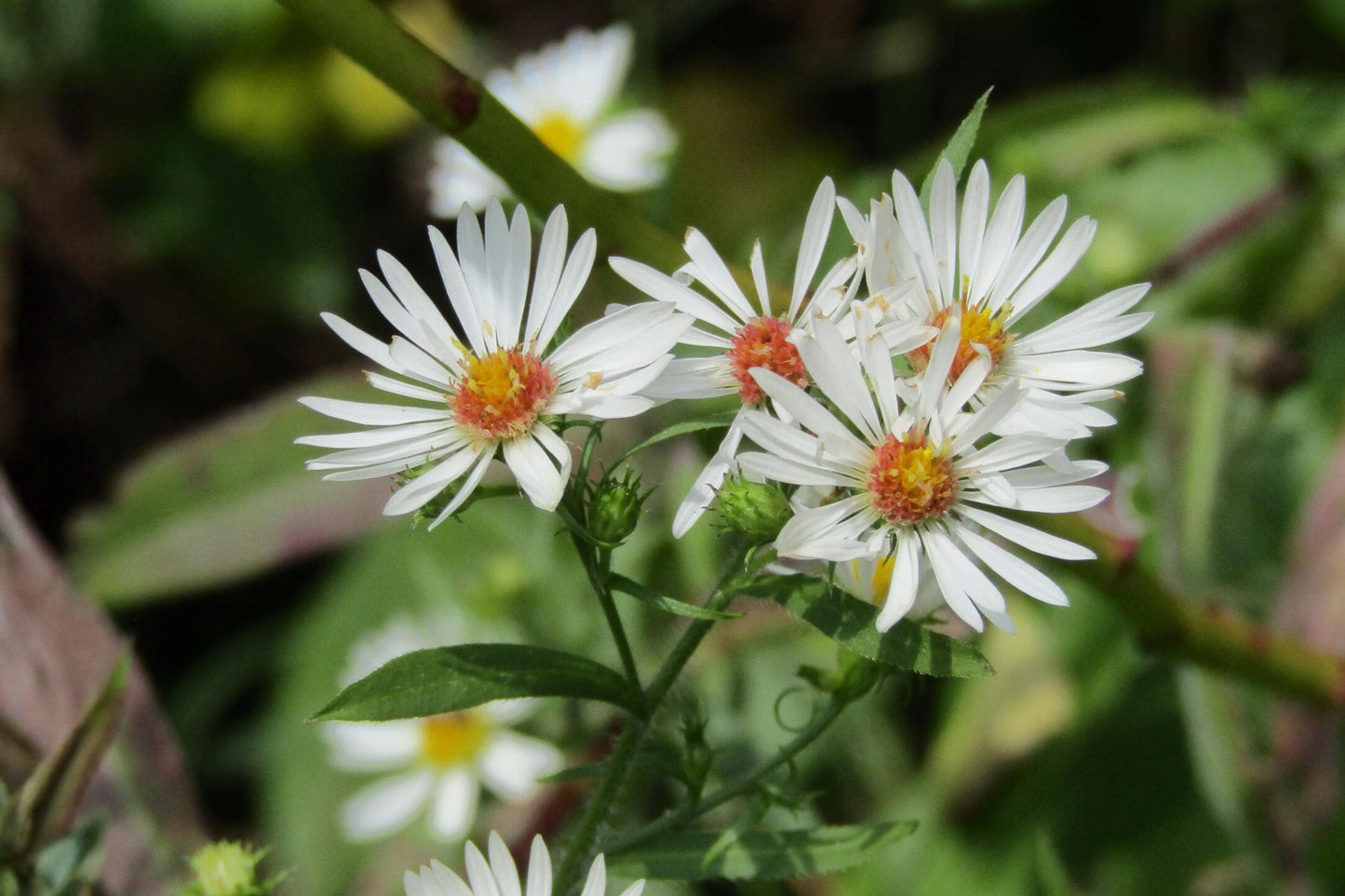 Heath Aster Seeds (100) | Hardy Native Wildflower | Symphyotrichum pilosus | Perfect for Pollinator Gardens