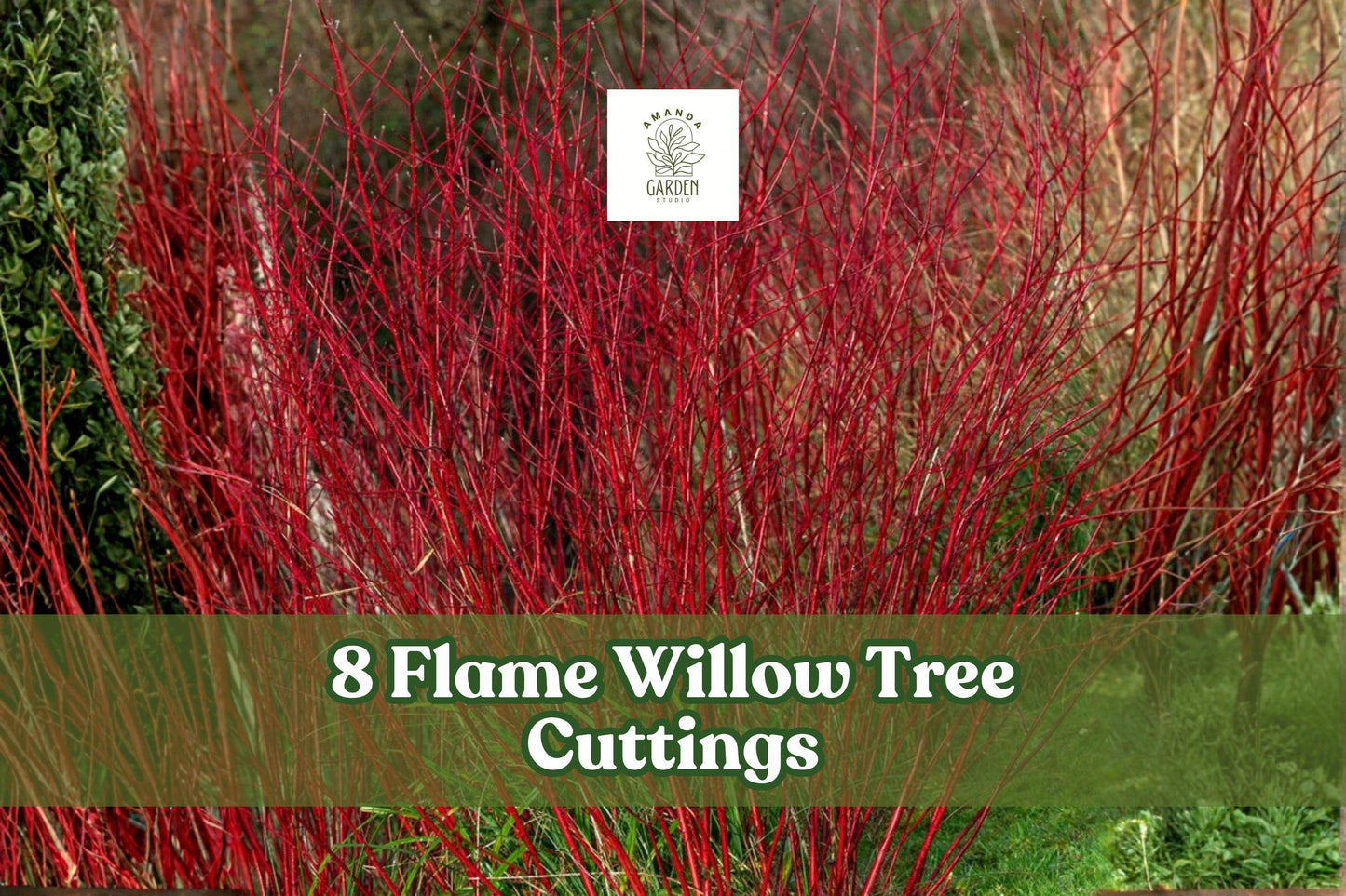 8 Flame Willow Tree Cuttings - Red Orange Bark Trees - Salix spp. - Vibrant Landscape Accents for Privacy and Windbreaks