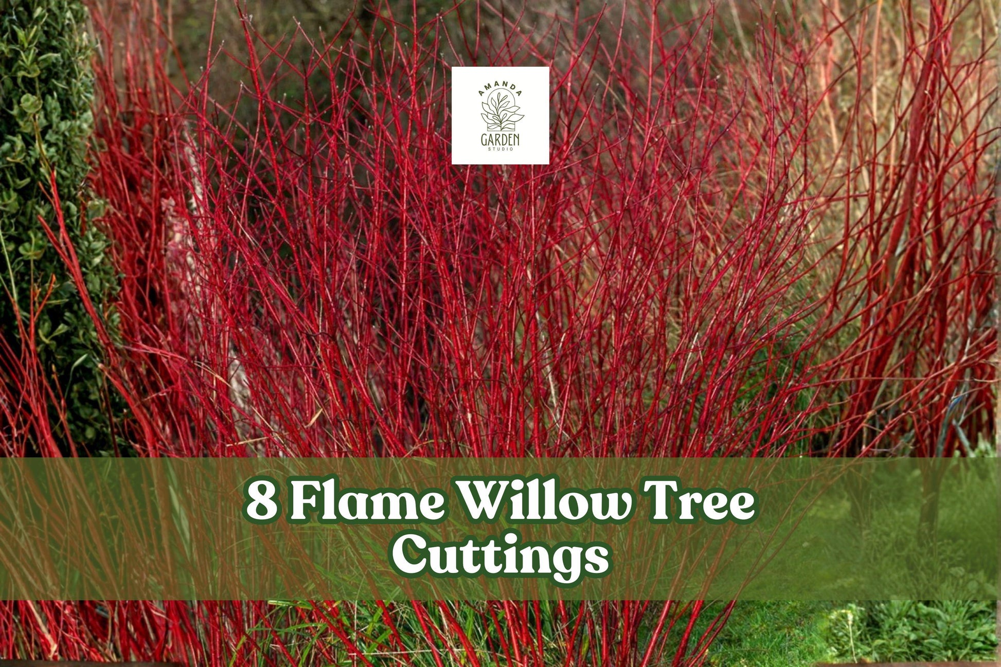 8 Flame Willow Tree Cuttings - Red Orange Bark Trees - Salix spp. - Vibrant Landscape Accents for Privacy and Windbreaks