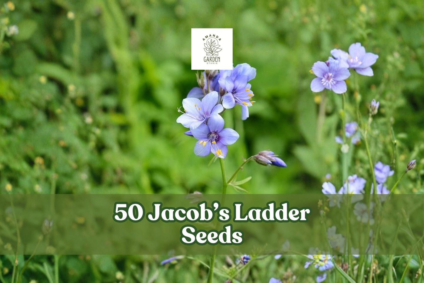 50 Jacob's Ladder Seeds - Blue Pink Wildflower - Polemonium reptans - Easy Grow Perennial for Woodland Gardens