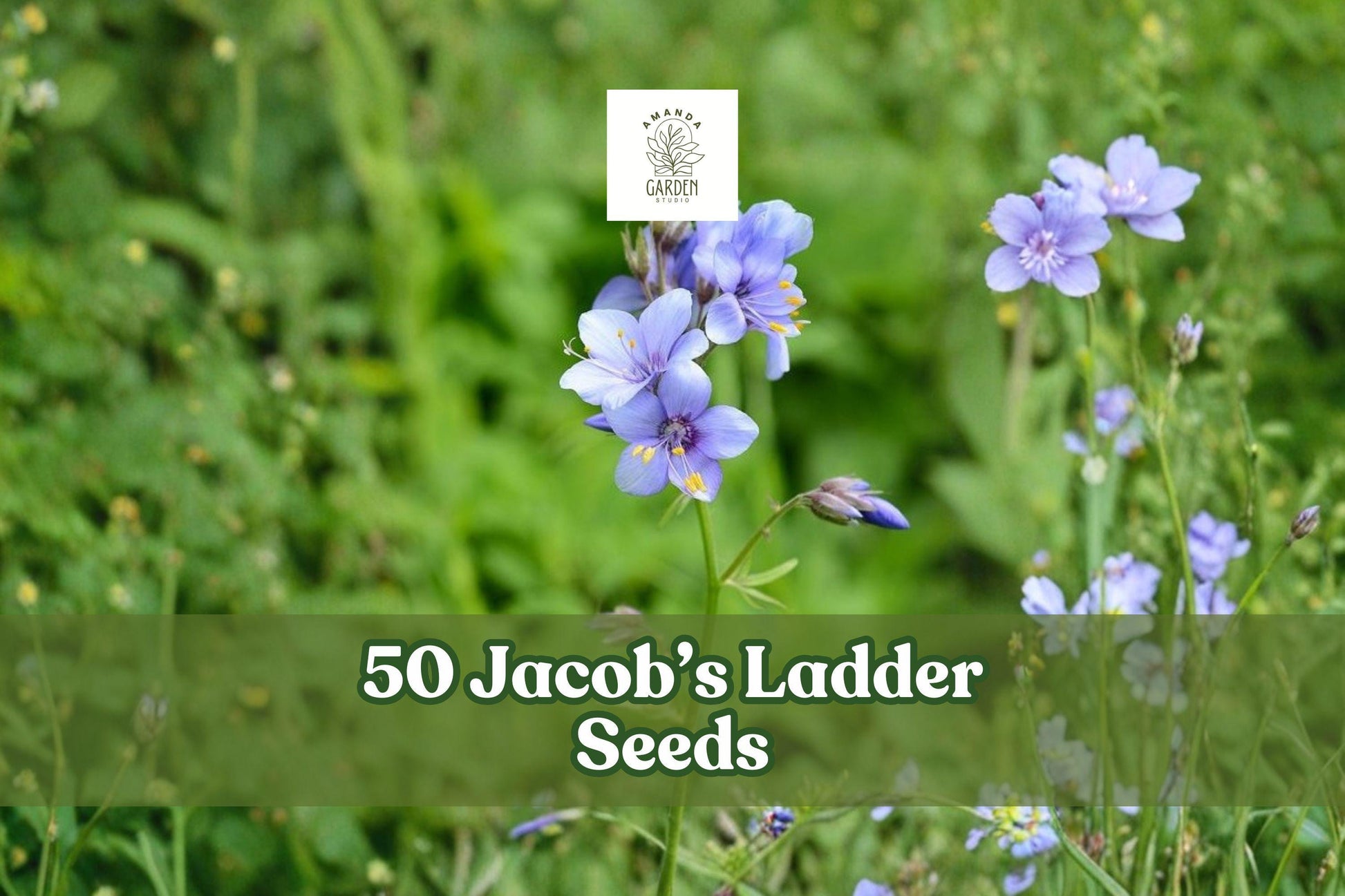 50 Jacob's Ladder Seeds - Blue Pink Wildflower - Polemonium reptans - Easy Grow Perennial for Woodland Gardens