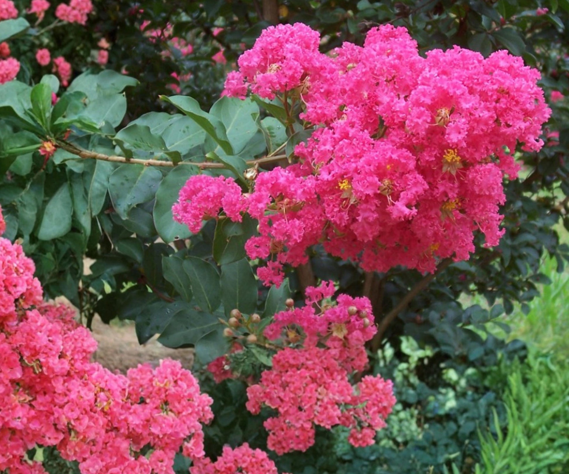 Crape Myrtle Live Plants - 2 Hot Pink Rooted Cuttings - Lagerstroemia Flowering Tree - Ornamental Garden Plant