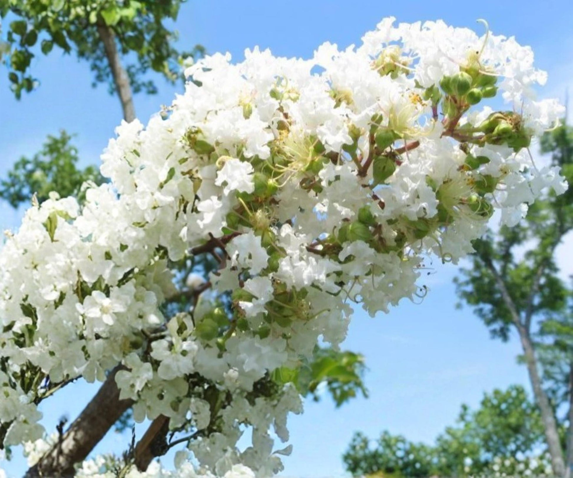 Crape Myrtle Plants - 2 Live 6" Cuttings - Snow White Lagerstroemia - Ornamental Flowering Tree - Summer Blooms