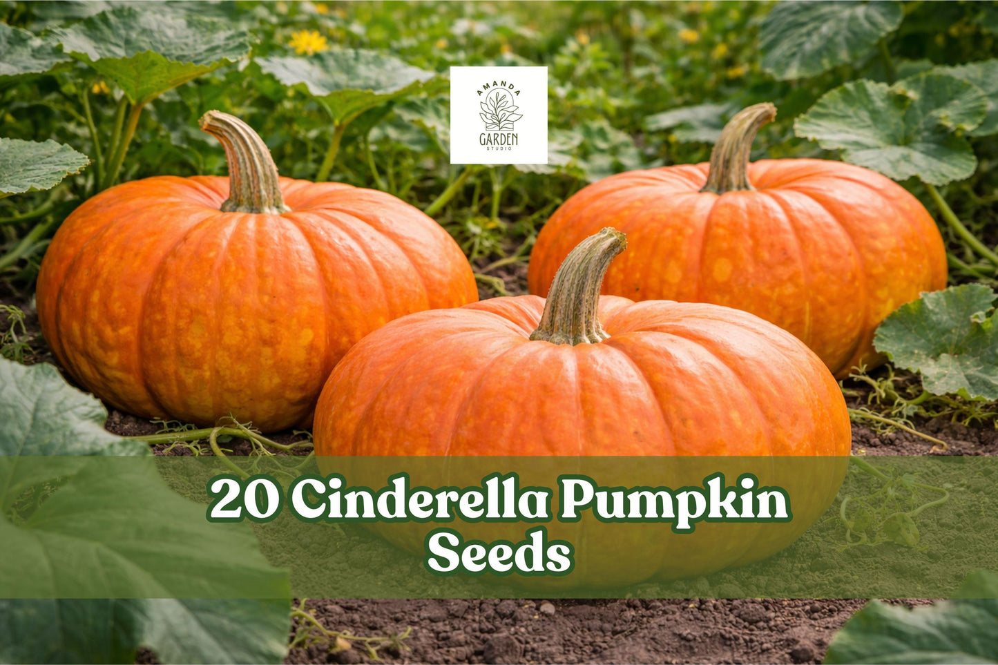 Cinderella Pumpkin Seeds - 20 Heirloom Seeds - Orange-Red Variety - Cucurbita maxima for Fall Harvest and Garden Displays