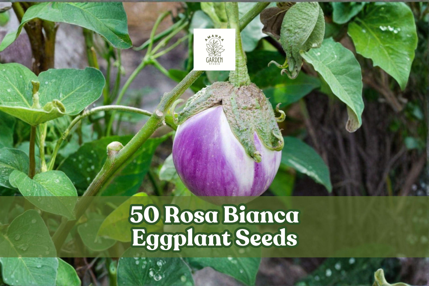 50 Rosa Bianca Eggplant Seeds - Heirloom Lavender-Pink Variety - Solanum melongena for Home Gardens and Raised Beds