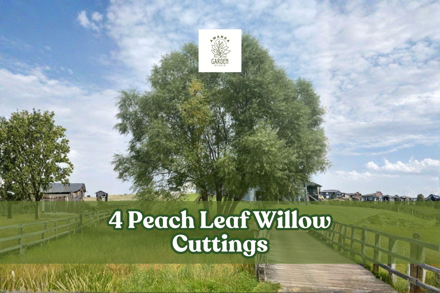 4 Peach Leaf Willow Cuttings – Rare Landscape Tree – Salix spp. – Unrooted for Planting in Full Sun to Partial Shade