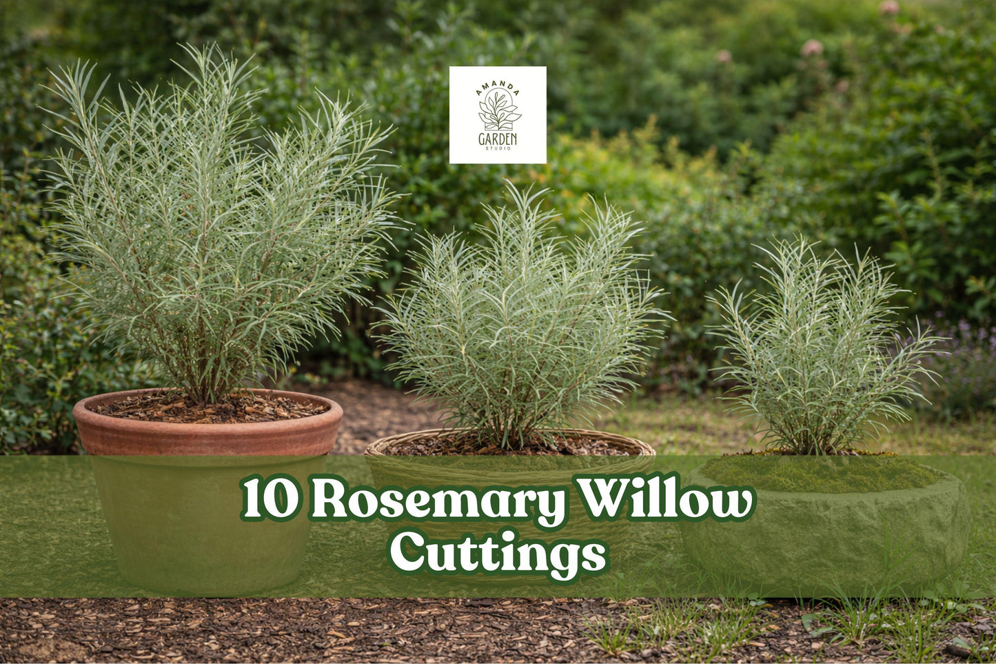 10 Rosemary Willow Cuttings - Green Privacy Shrub - Salix spp. - Unrooted, Ideal for Landscape and Garden Borders