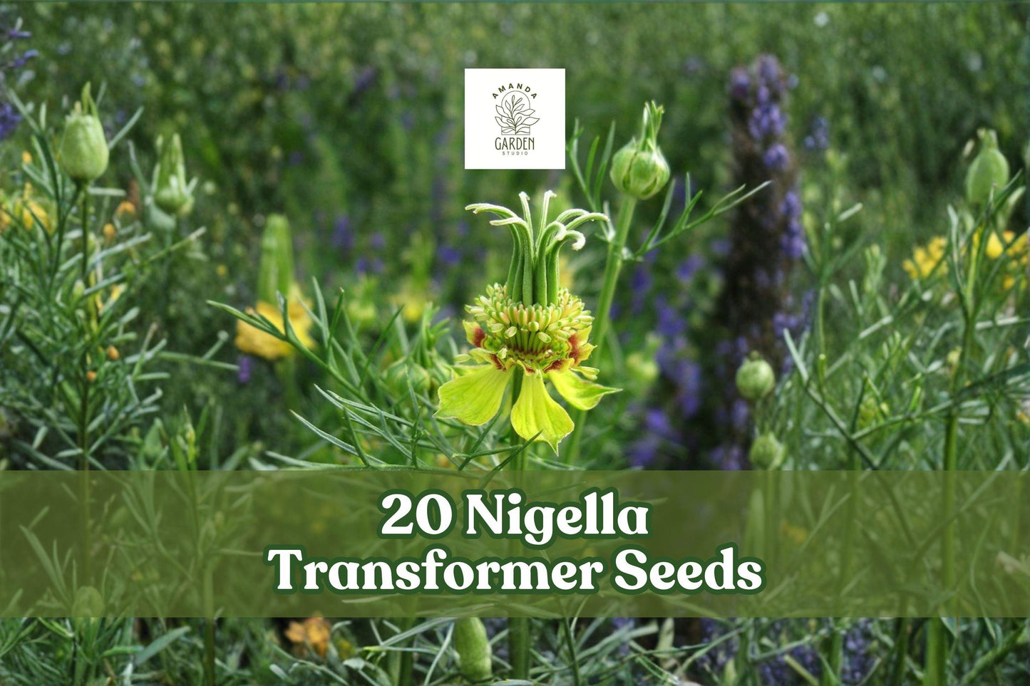 20 Nigella Transformer Seeds - Unique Blue Annual Flower - Nigella damascena - Easy to Grow for Garden Beds & Dried Arrangements