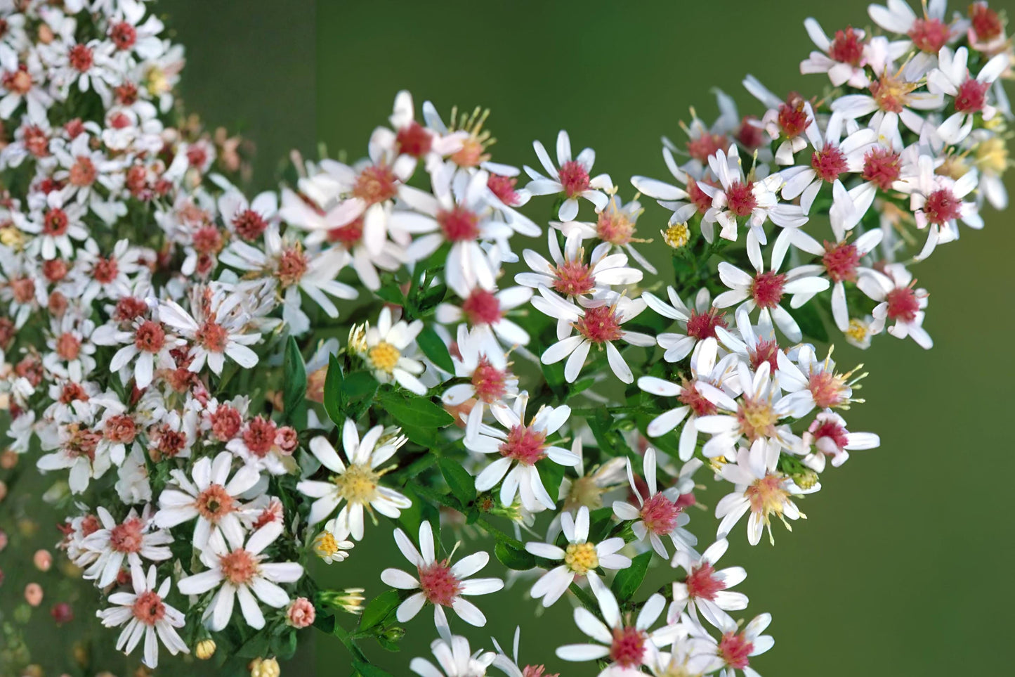 Calico Aster Seeds (100 Pack) - Symphyotrichum lateriflorum - Native Perennial with White Flowers & Yellow Centers