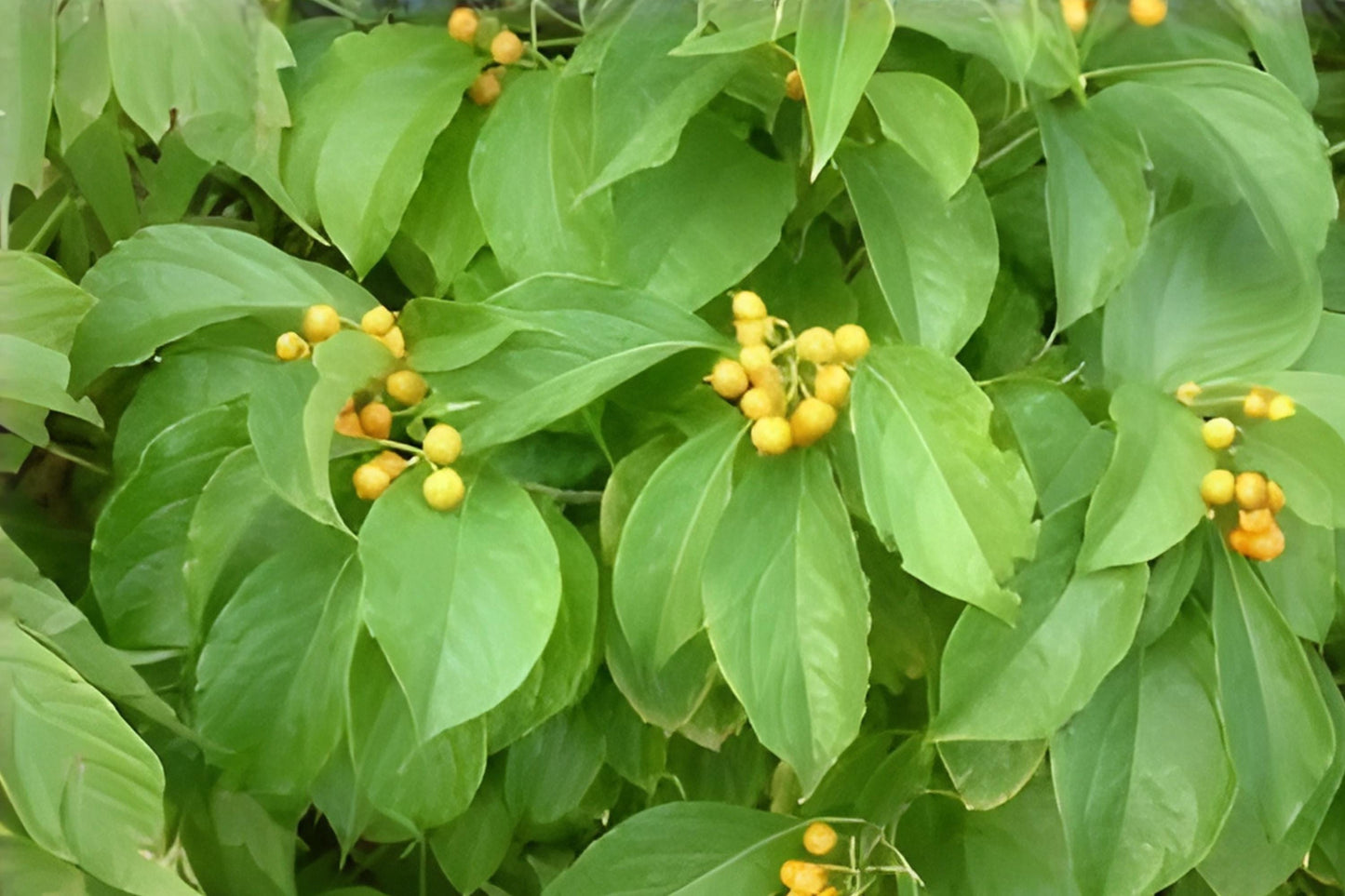 American Bittersweet Seeds (30) - Hardy Climbing Vine with Bright Orange Berries - Celastrus scandens