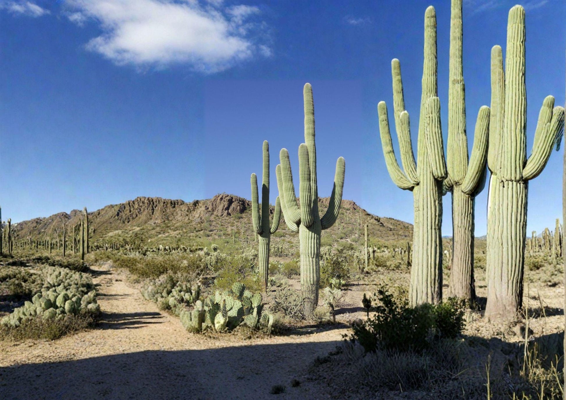 Saguaro Cactus Seeds - 25 Pack - Carnegiea Gigantea - Iconic Giant Desert Cactus for Succulent and Xeriscape Gardens