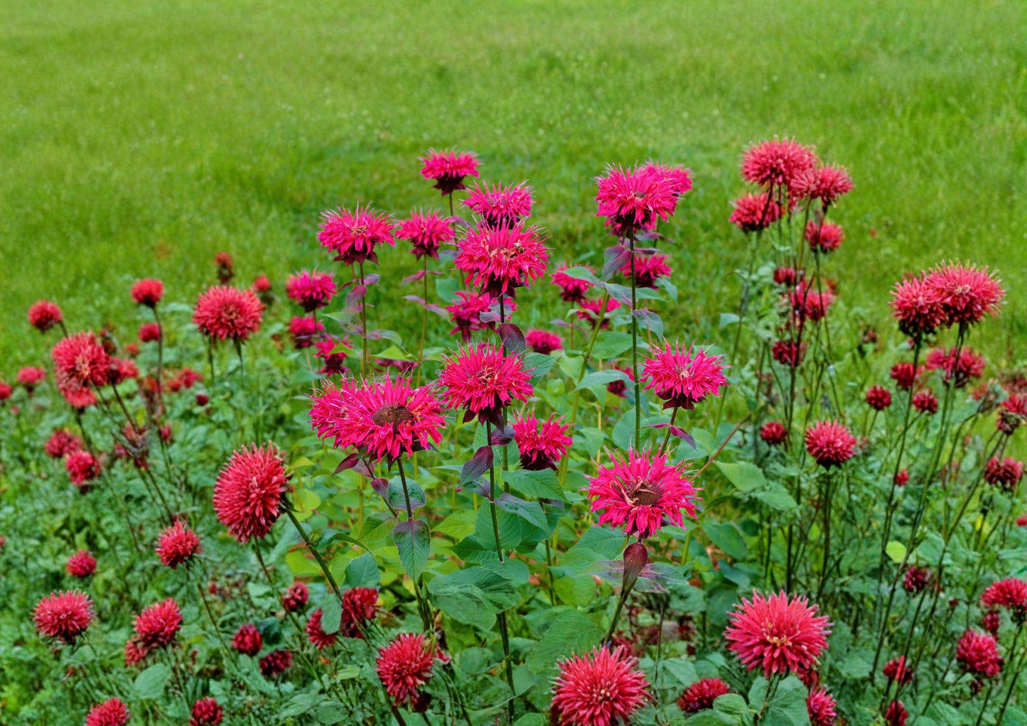 Scarlet Bee Balm Seeds - 10 Pack - Bright Red Perennial Wildflower for Hummingbird & Pollinator Gardens - Monarda Didyma