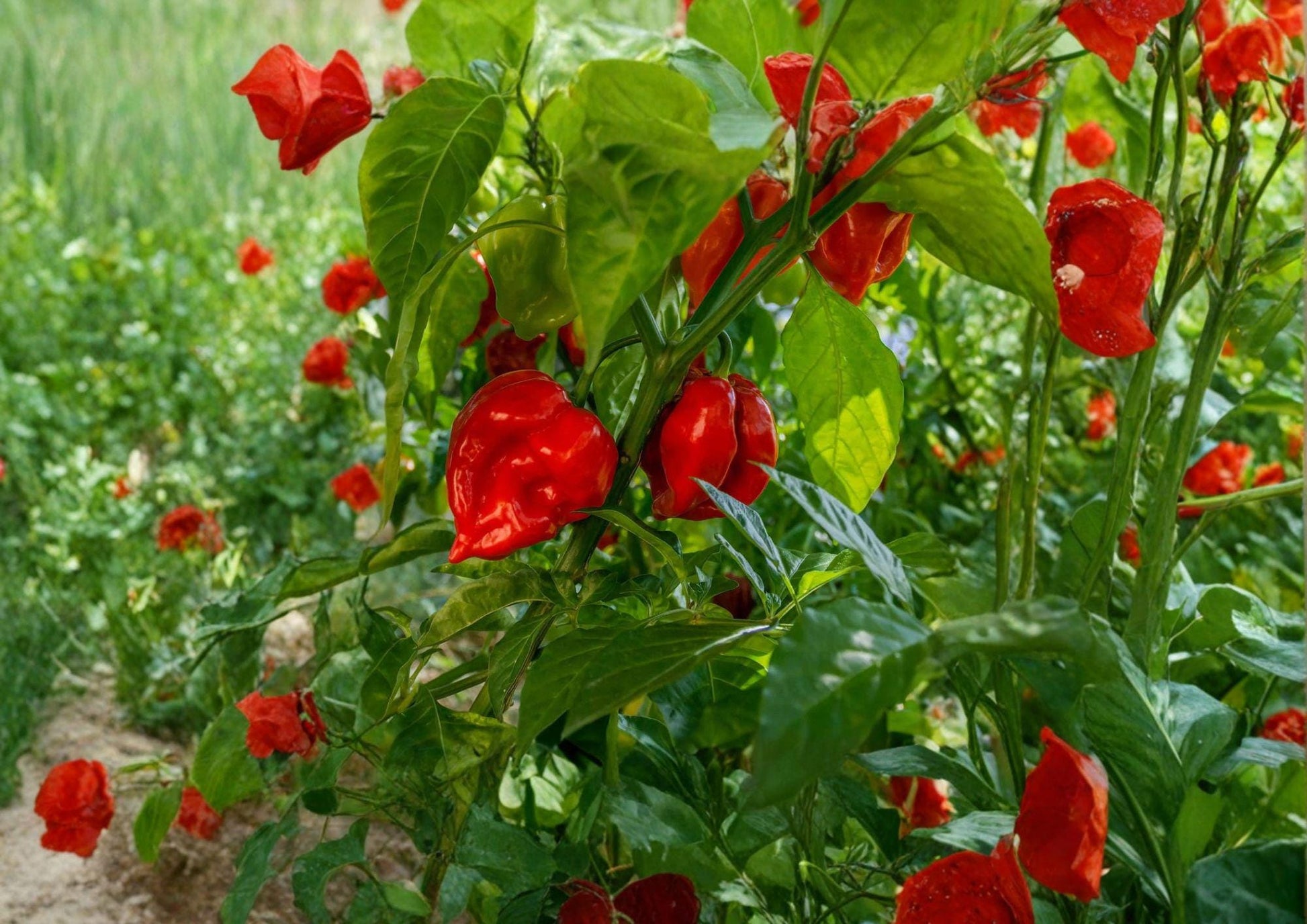 Habanero Hot Pepper Seeds - 50 Non-GMO Heirloom Chili Seeds for Spicy Garden Harvest and Culinary Cooking - Capsicum chinense