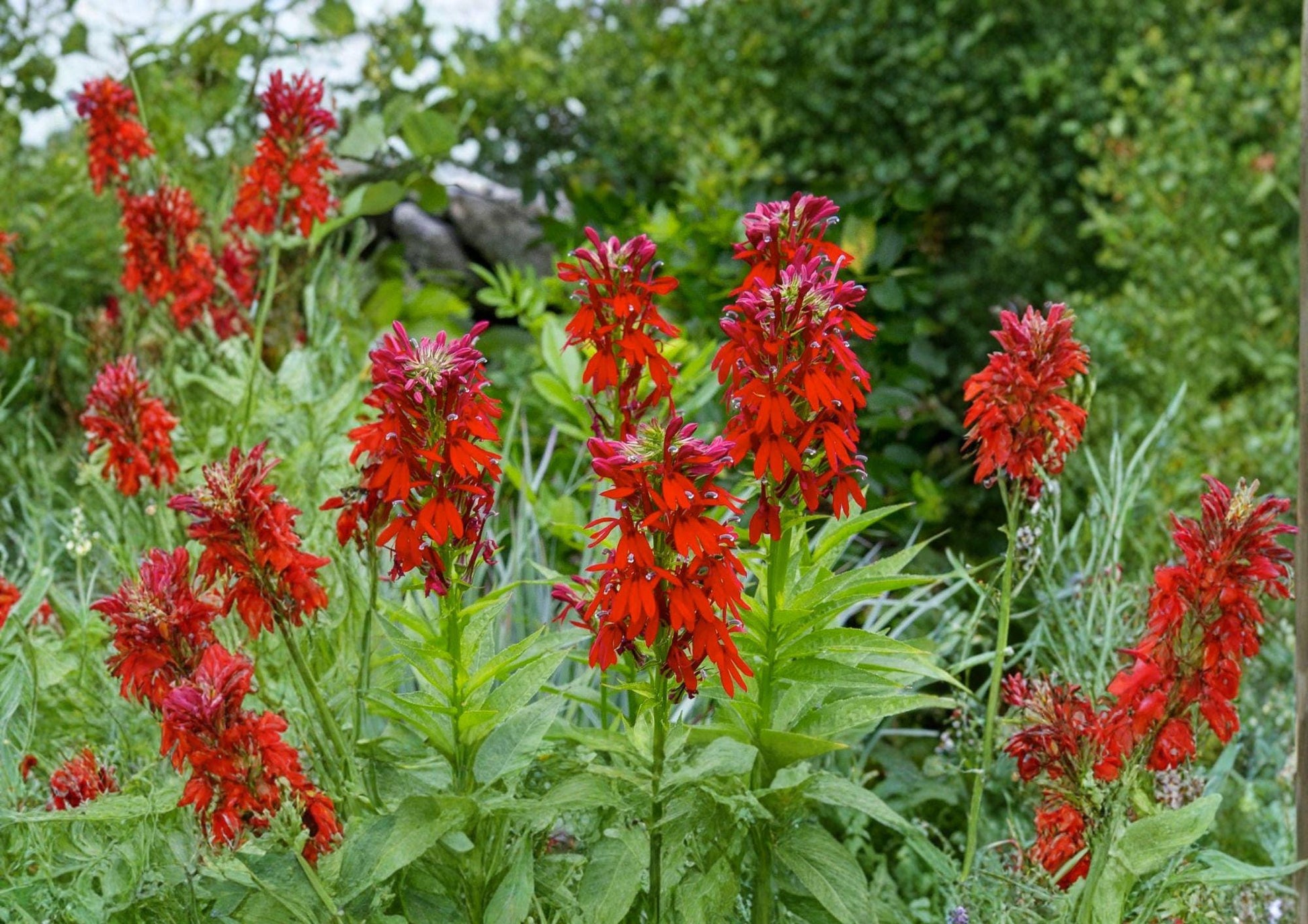 Lobelia Cardinalis Seeds - 300 Count - Brilliant Red Cardinal Flower - Native Perennial Wildflower for Hummingbird Gardens