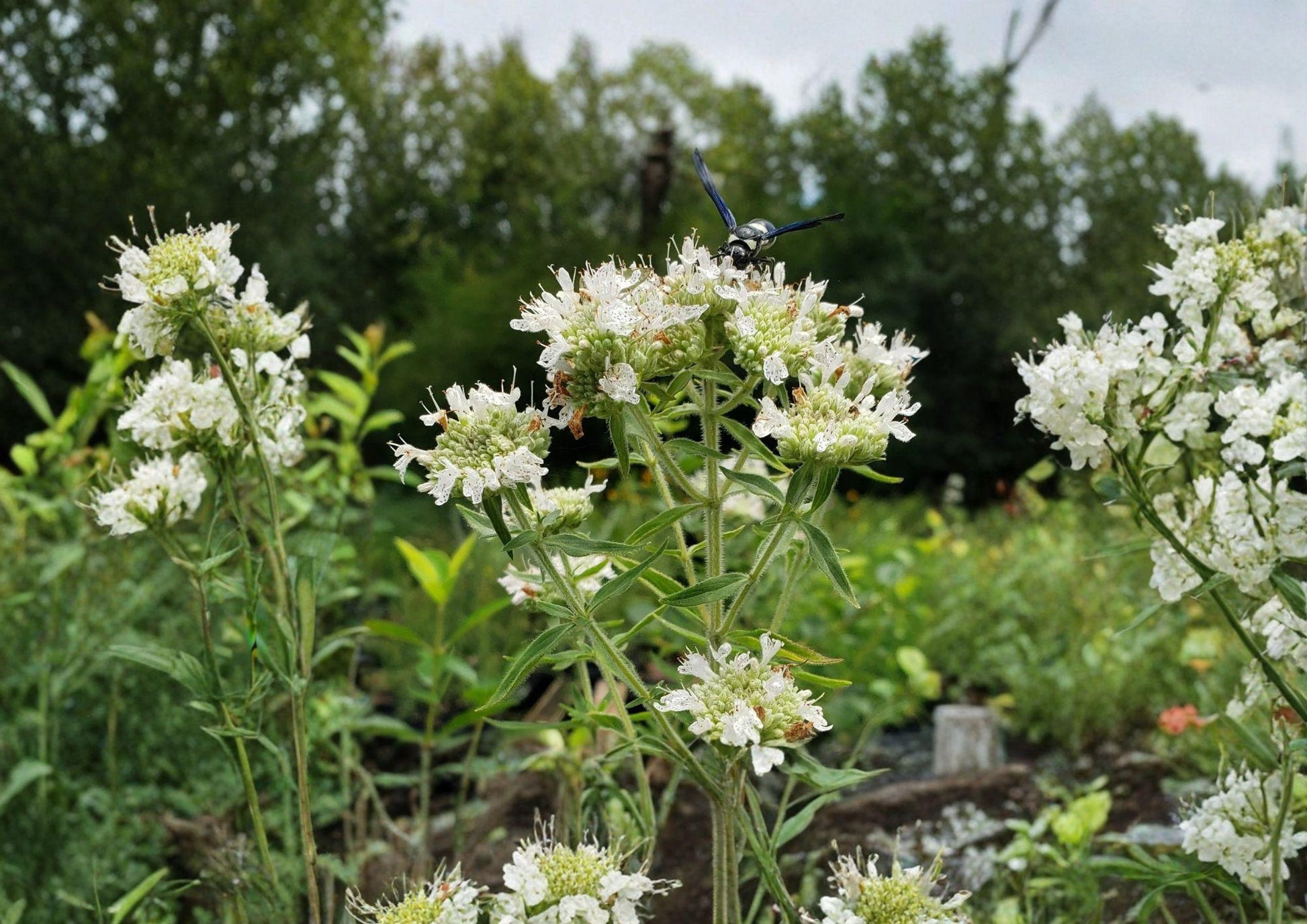 Hairy Mountain Mint Seeds - Pycnanthemum pilosum - 1000 Non-GMO Seeds for Pollinator Gardens & Prairie Landscapes