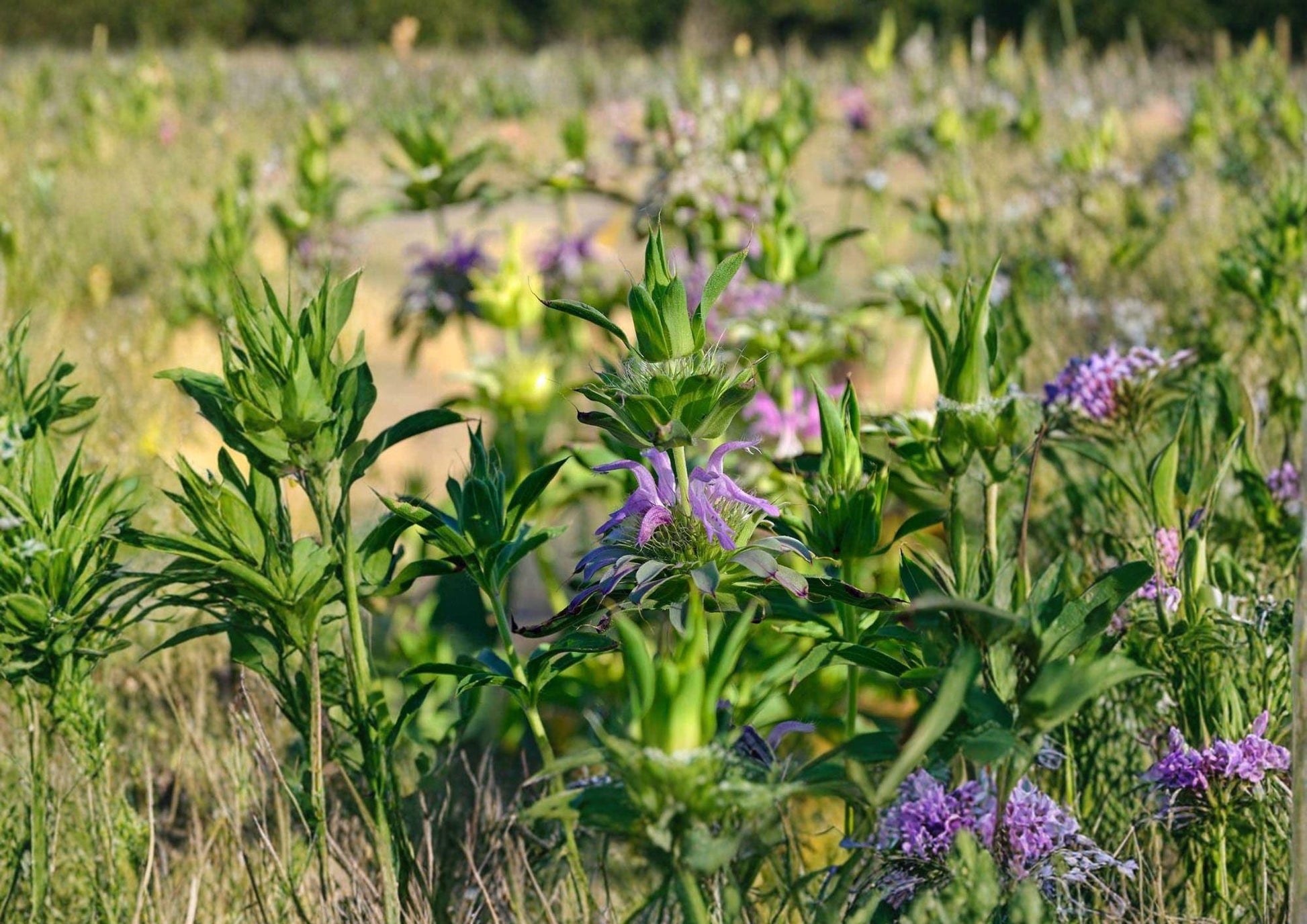 Lemon Mint Bee Balm Seeds - 3000 Non-GMO Heirloom Seeds - Monarda Citriodora - Aromatic Herb for Pollinator Gardens