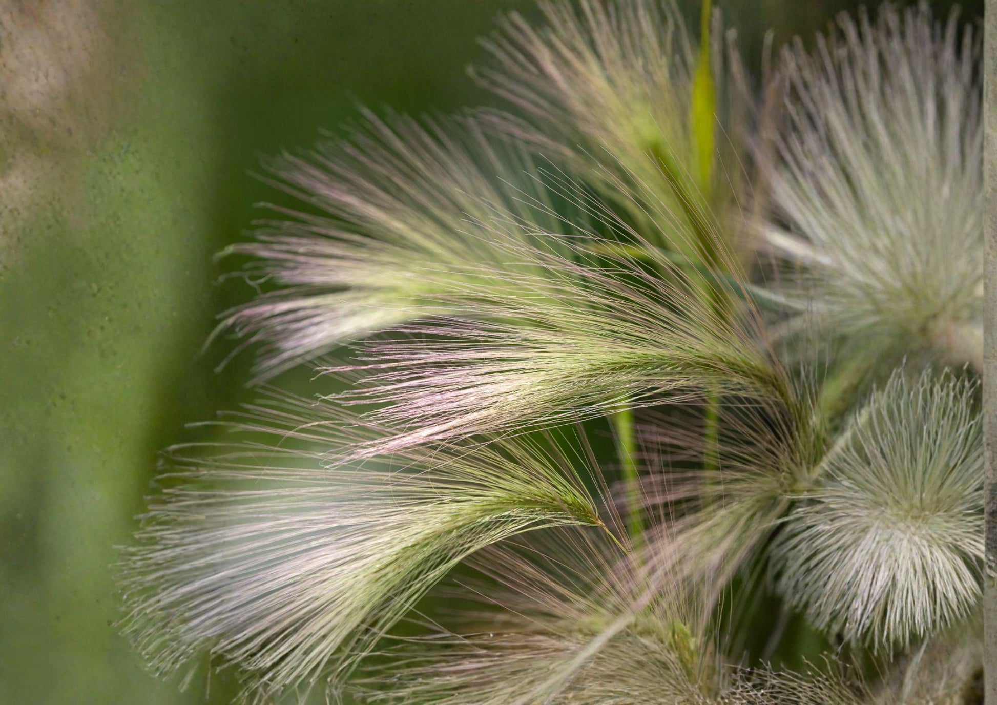 Foxtail Barley Seeds - 25 Count - Ornamental Wild Grass with Silky Pink Purple Seed Heads - Hordeum Jubatum