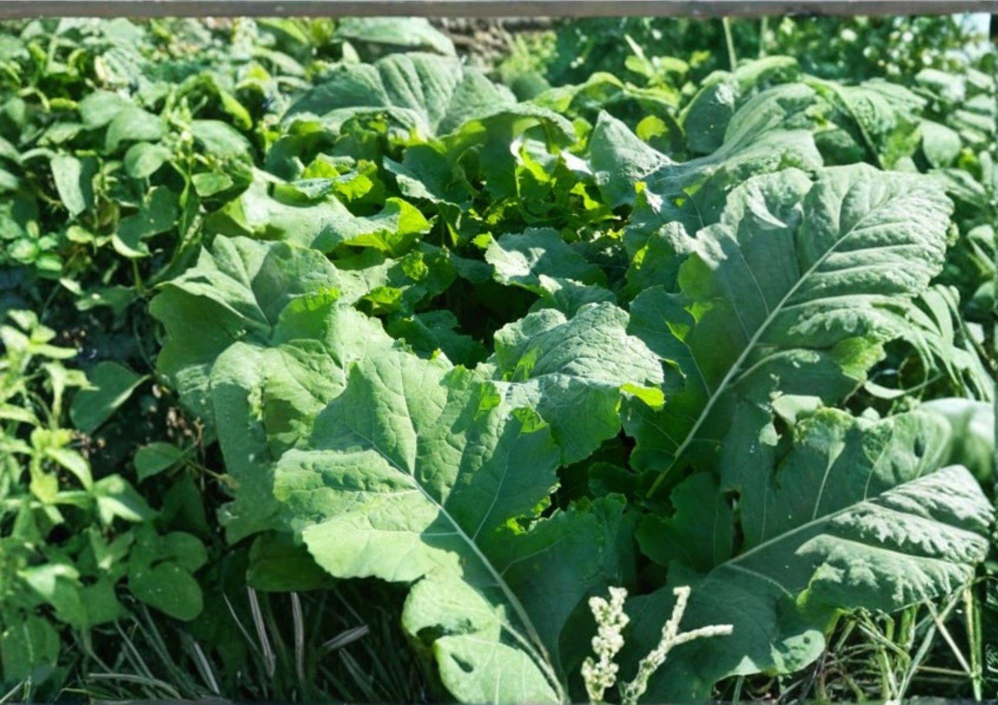 Bayou Kale Seeds - 500 Count - Winter Hardy Brassica Oleracea Cover Crop for Soil Improvement and Vegetable Gardens