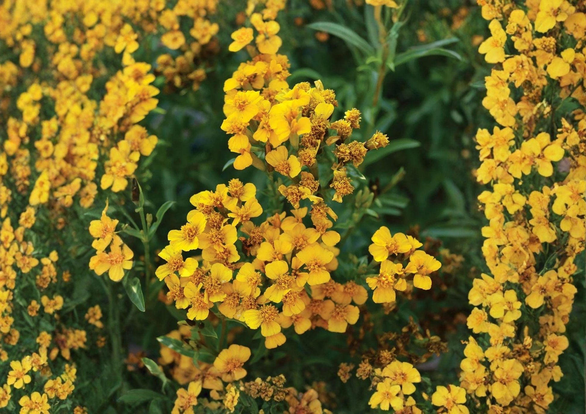 Tagetes Lucida Seeds - 50 Pack Mexican Tarragon - Aromatic Culinary Herb for Medicinal Use & Pollinator Gardens