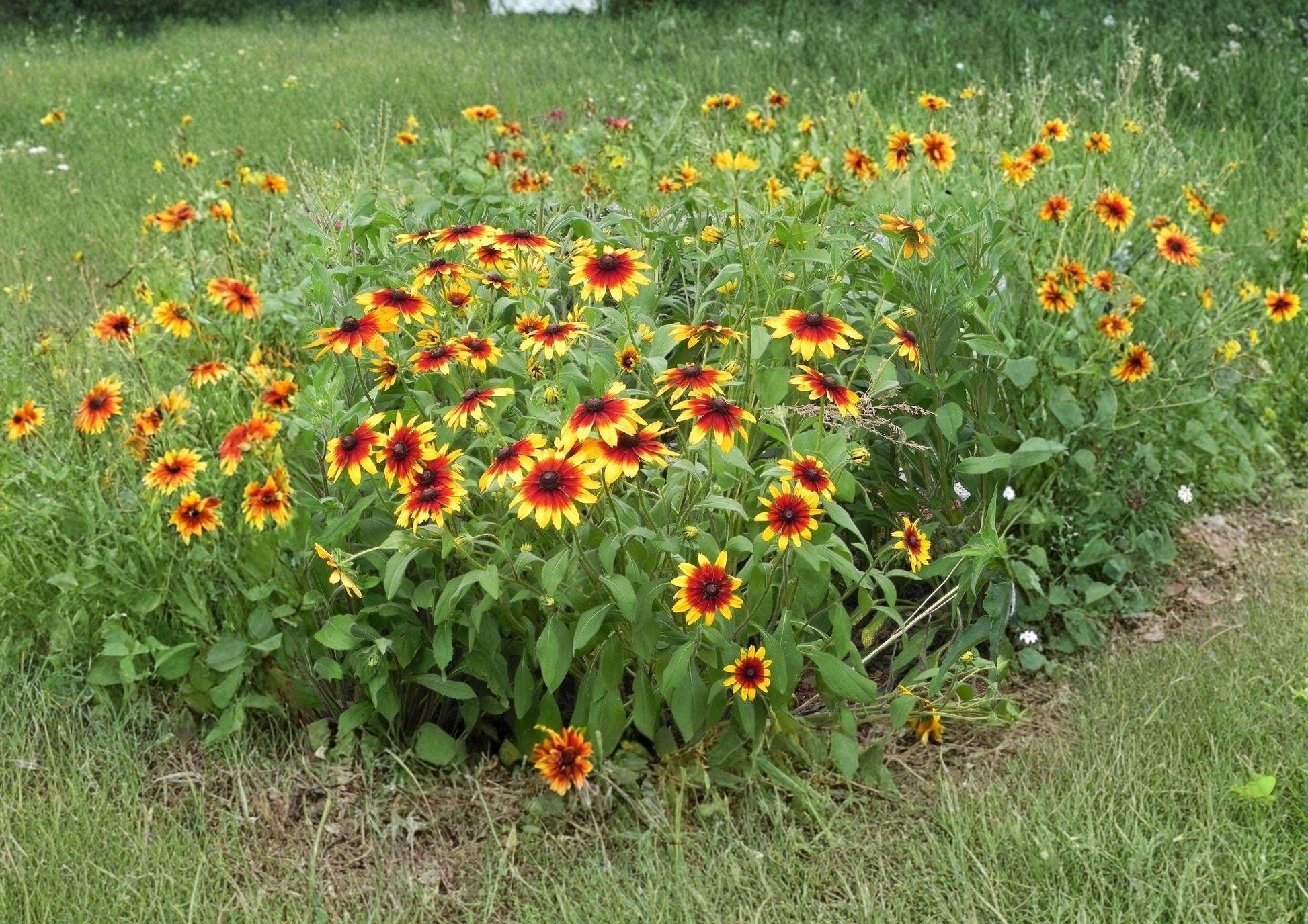 Rudbeckia Hirta Gloriosa Daisy Seeds - 1000 Bright Yellow Black Eyed Susan for Butterfly & Pollinator Gardens