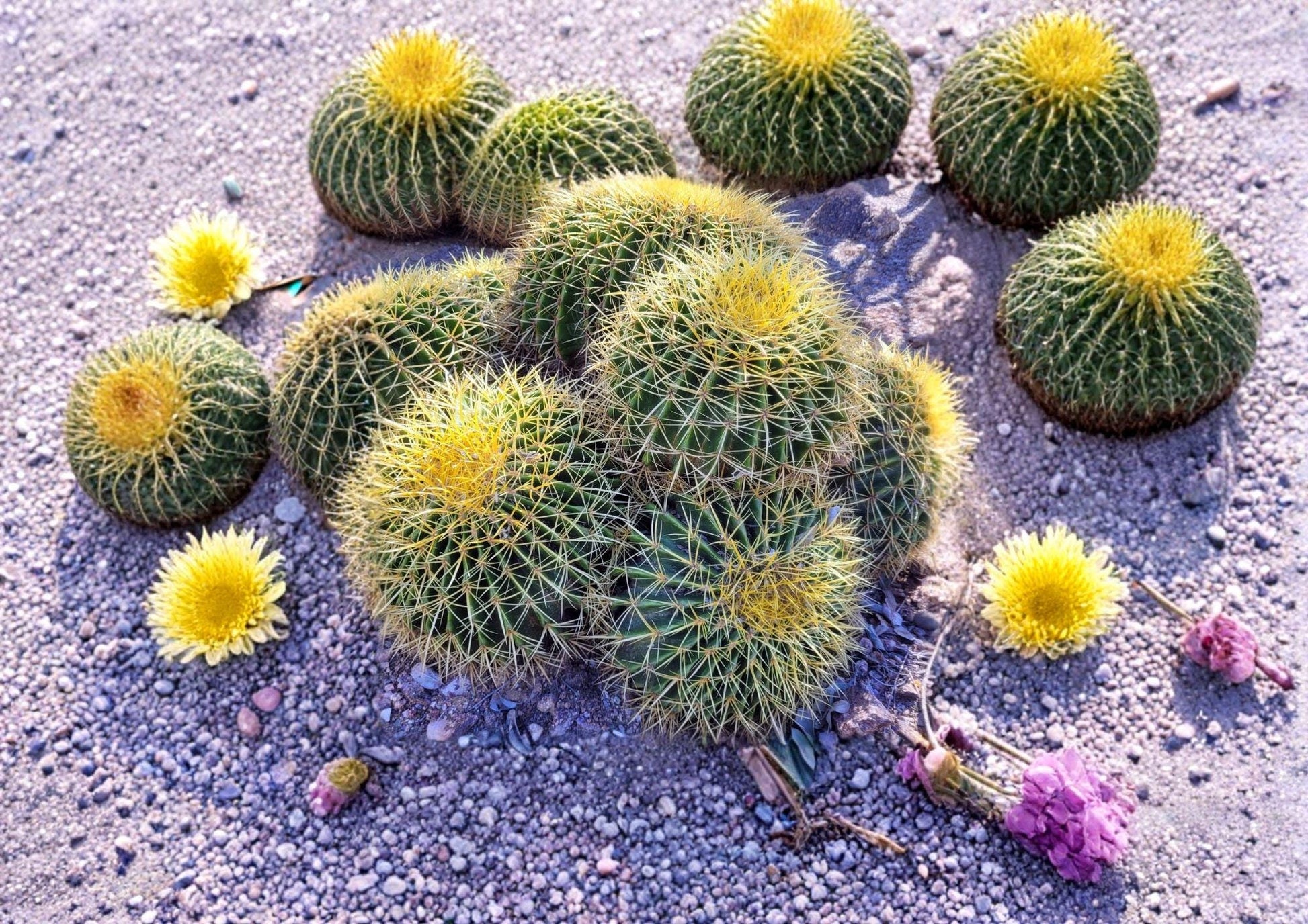 Echinocactus Grusonii Seeds - 25 Golden Barrel Cactus Seeds for Succulent Collection & Xeriscape Gardens