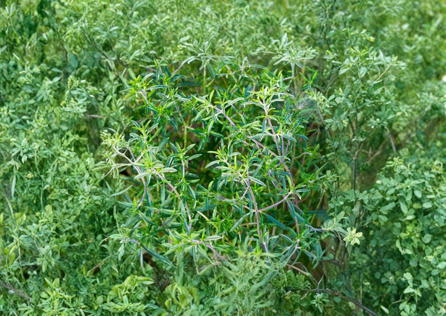 Summer Savory Seeds - 1200 Count - Aromatic Culinary Herb - Satureja hortensis for Kitchen and Herb Gardens - Bloom Haven Nursery