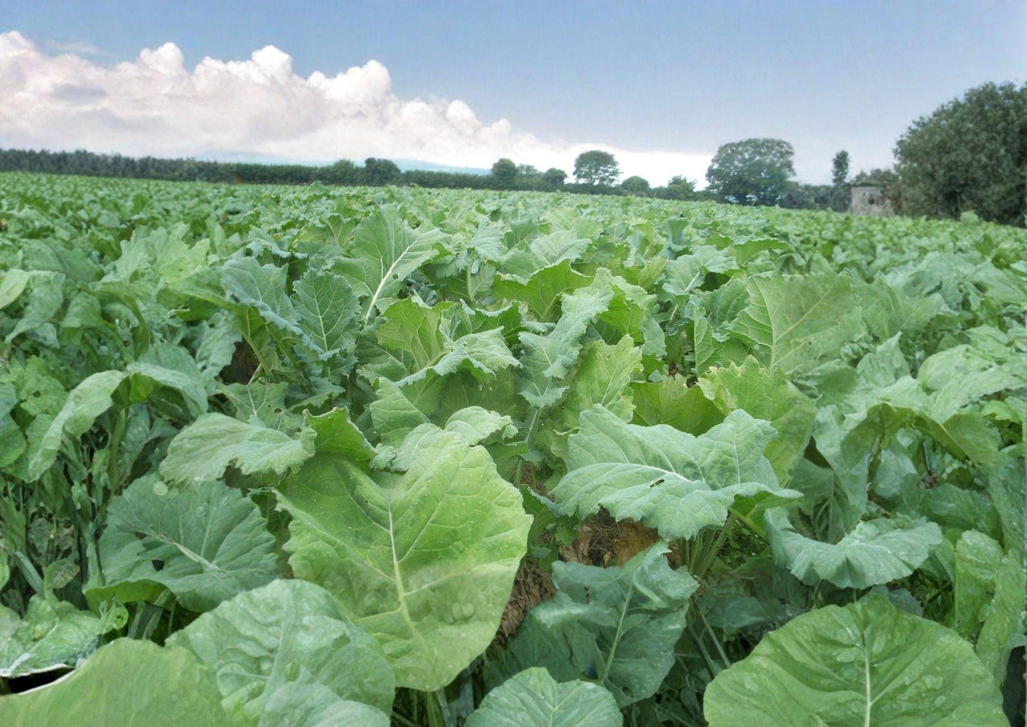 Dwarf Essex Rape Seeds 500 Count - Cold Hardy Forage & Cover Crop - Brassica Napus for Soil Improvement & Wildlife