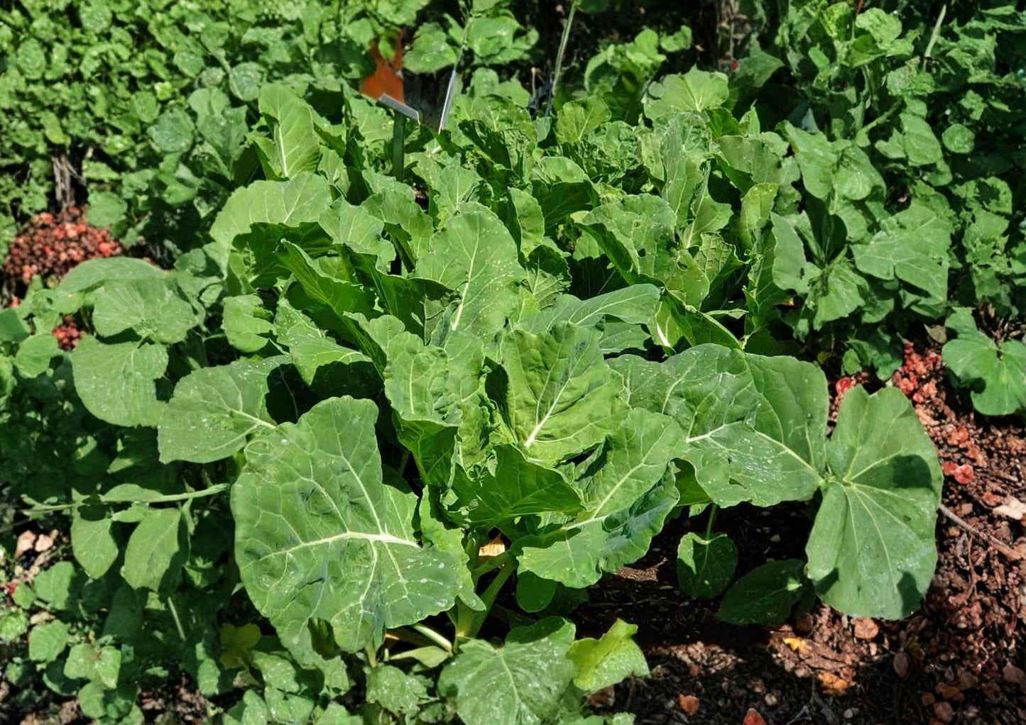 Georgia Collard Greens Seeds - 400 Heirloom Seeds for Spring & Fall Gardens - Brassica Oleracea